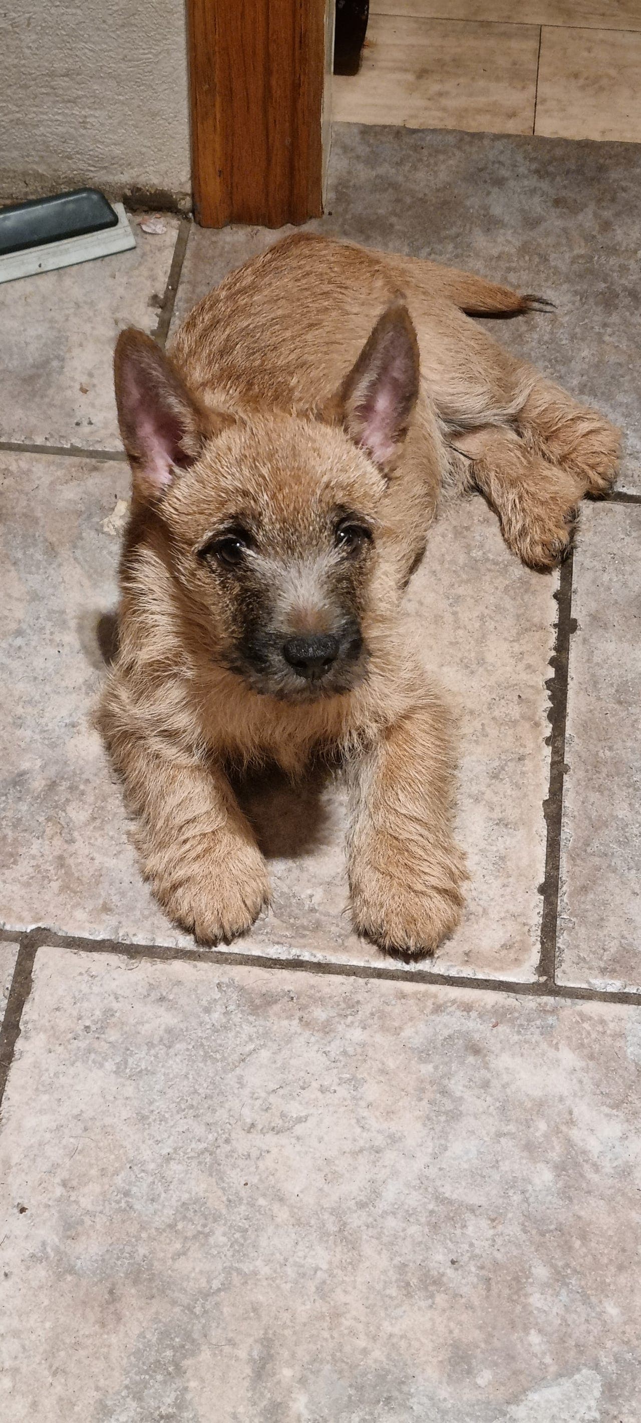 Verdens beste lille kompis - Cairn Terrier