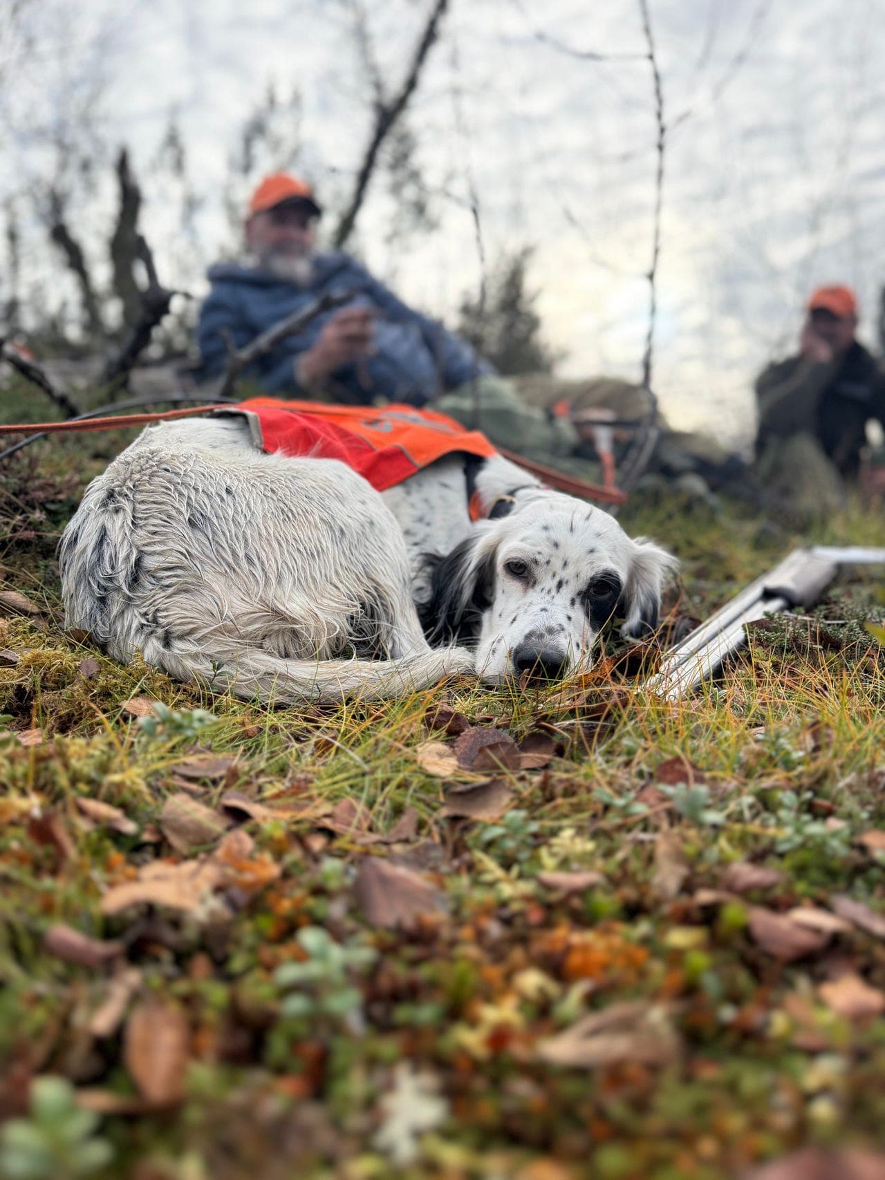 Engelsk setter-valper — uplanlagt kull, NOX-registrert
