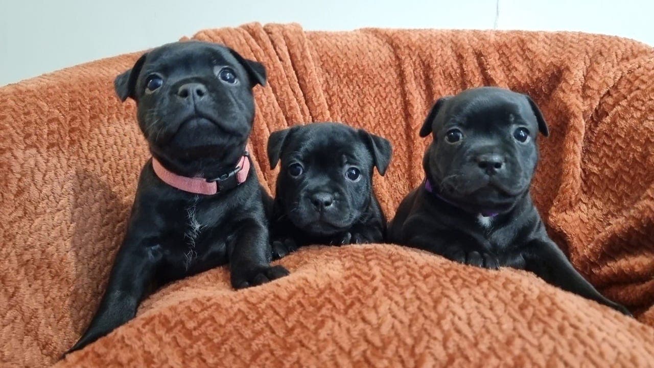 NKK reg Staffordshire bull terrier valper selges