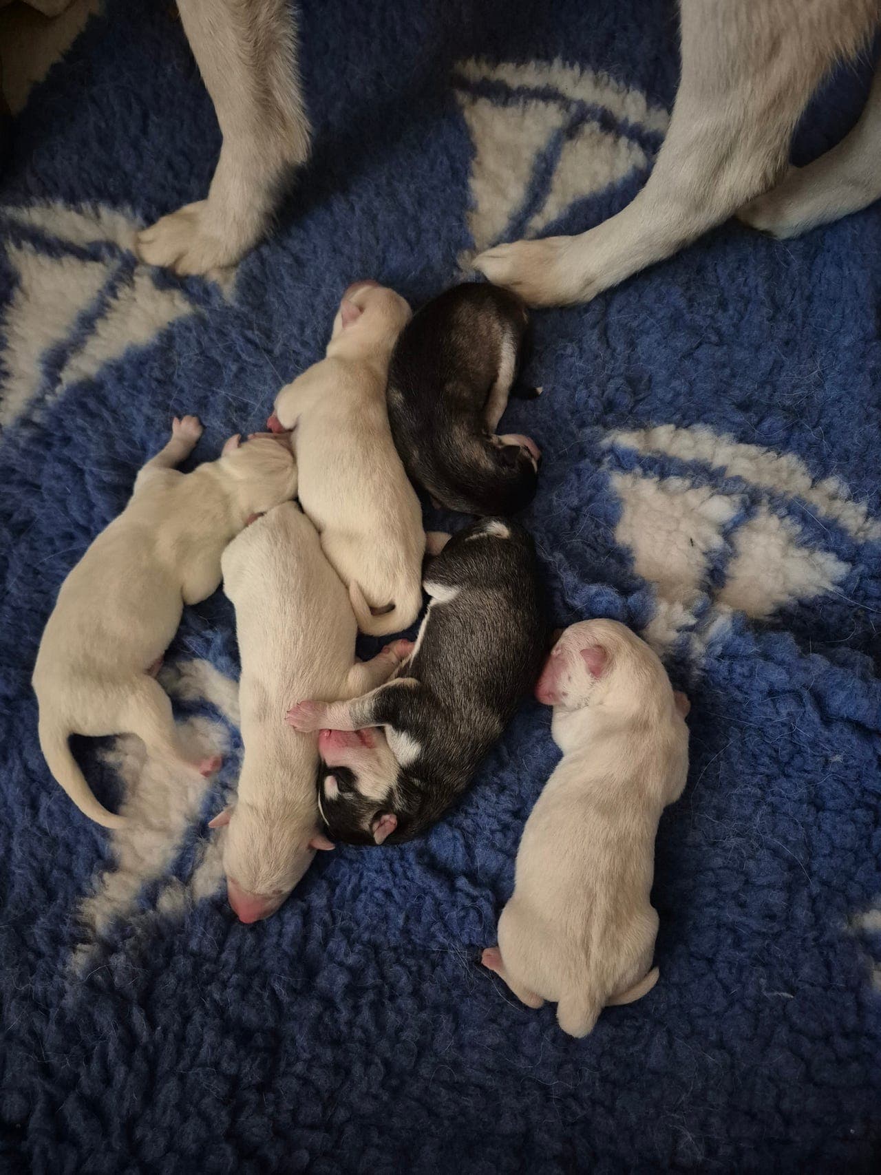 Siberian husky valper født 18.mai!