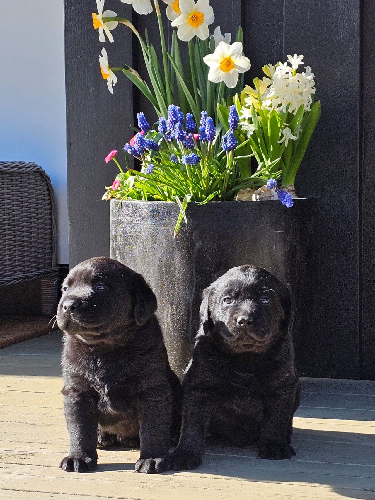 Labrador retriever valper