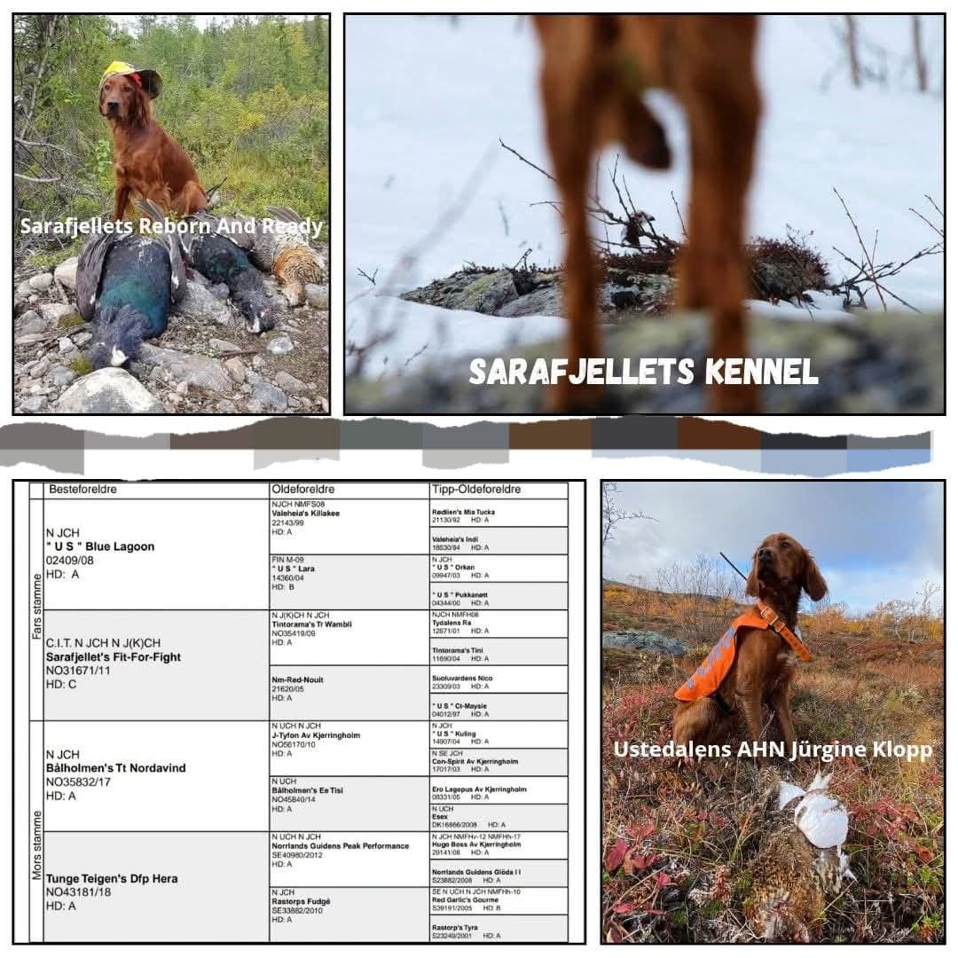 Irsk setter valper (2 hanner ledige)