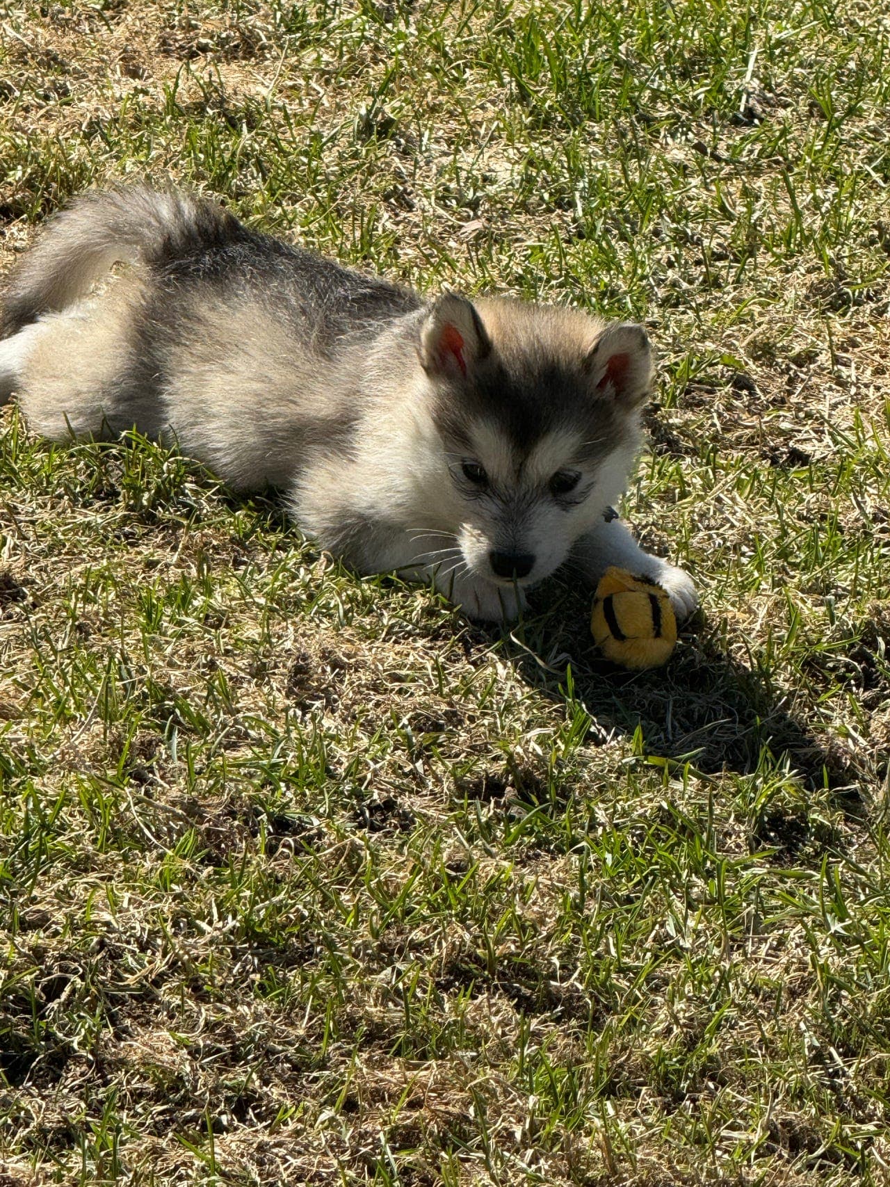 Alaskan malamute valper