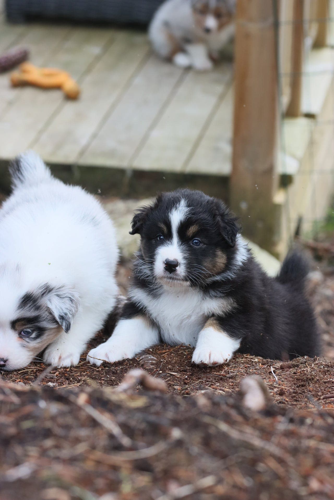 Australian Shepherd valper