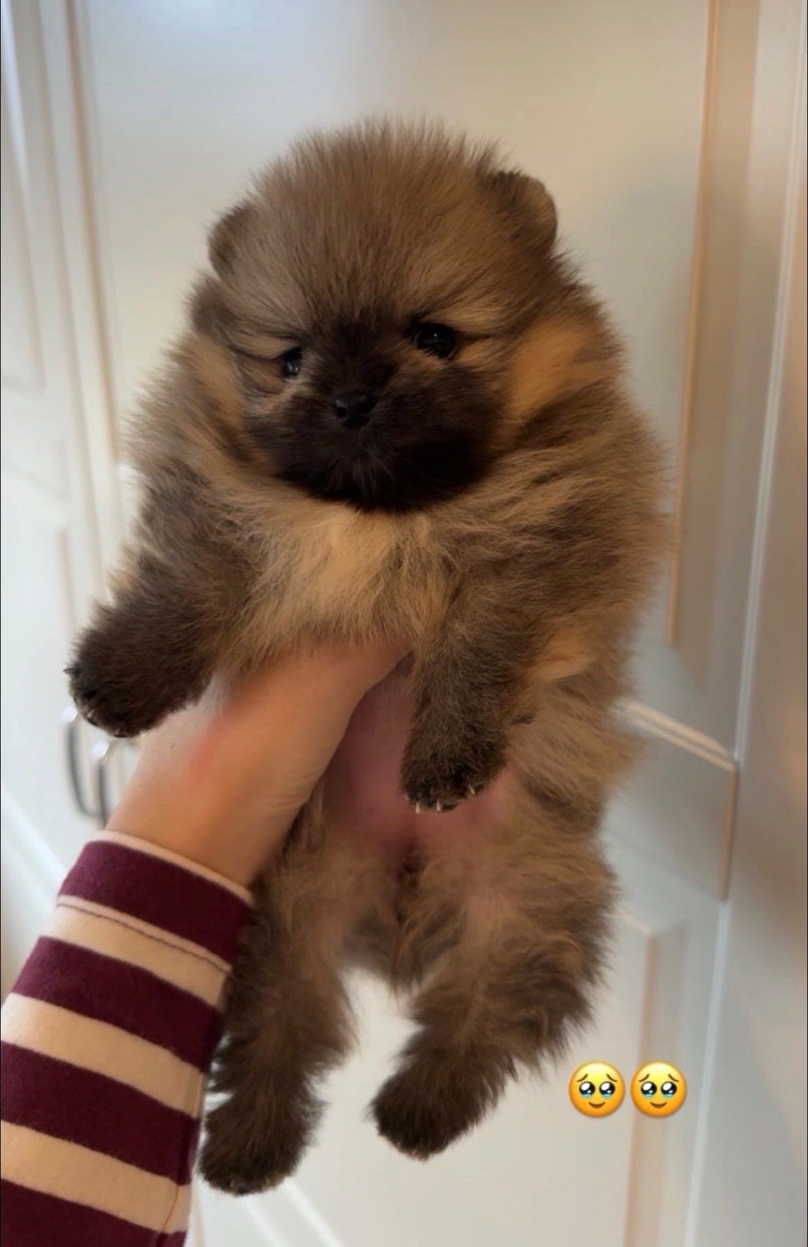 Pomeranian tispevalp leveringsklar medio mai.