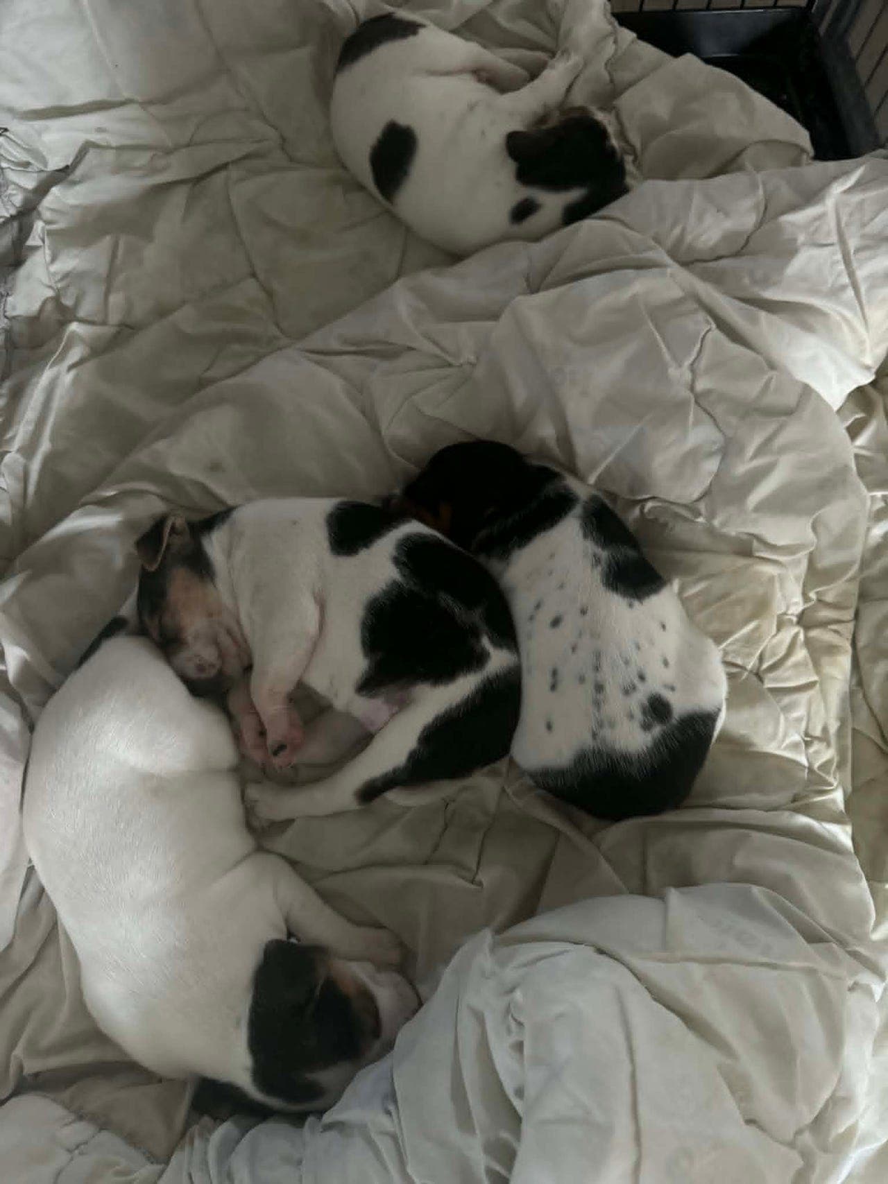 Dansk svensk Gårdshund