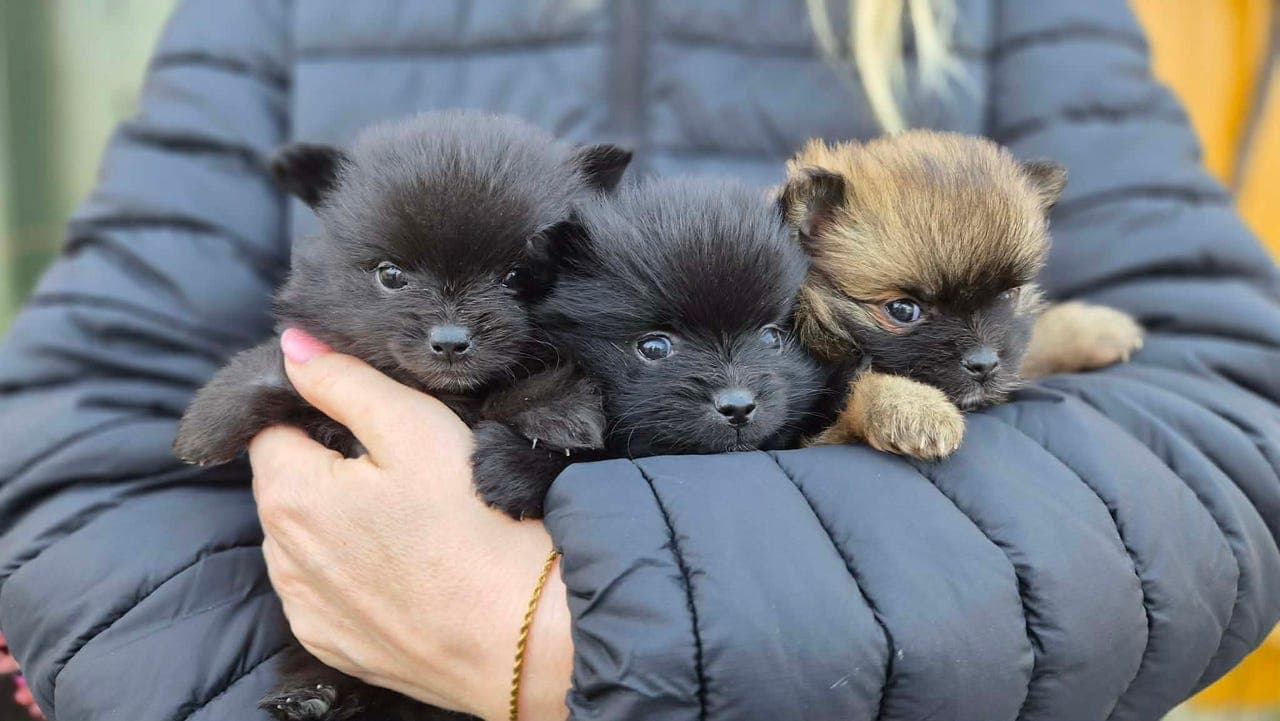 To pomeranian hanner til salgs
