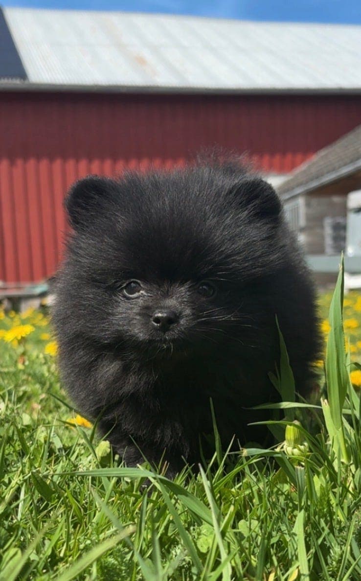 En sort NKK-reg pomeranian valp igjen🥰