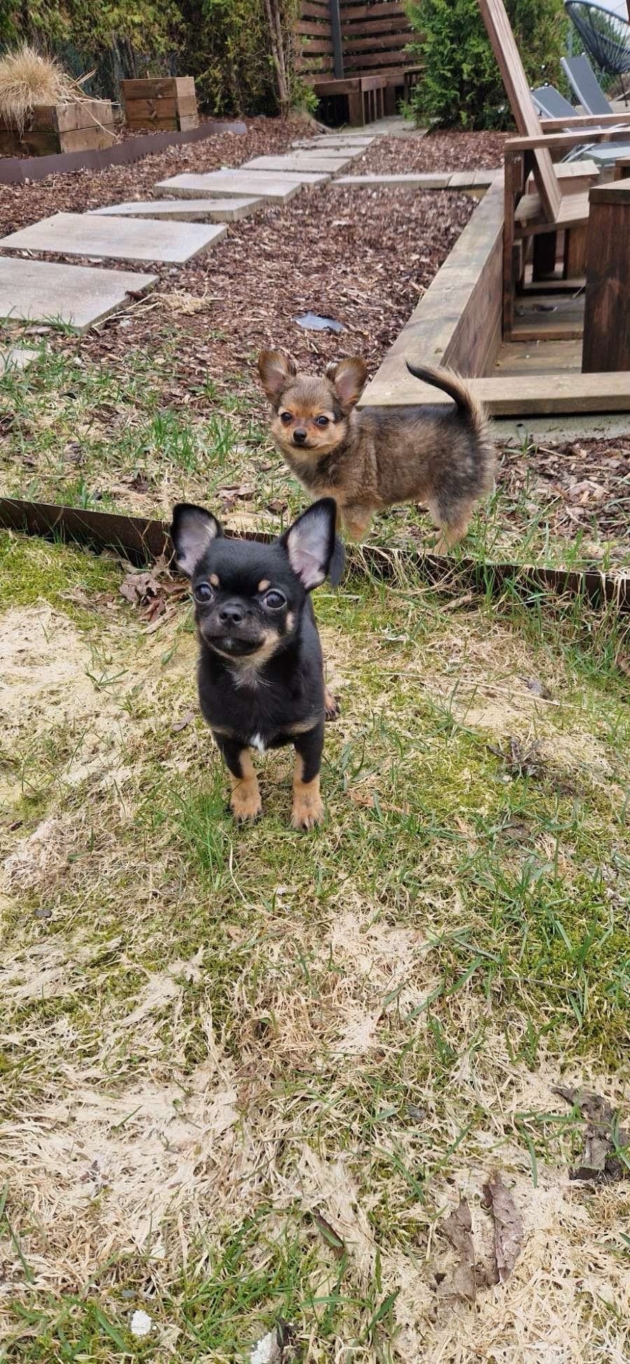 Leveringsklar Chihuahua valp