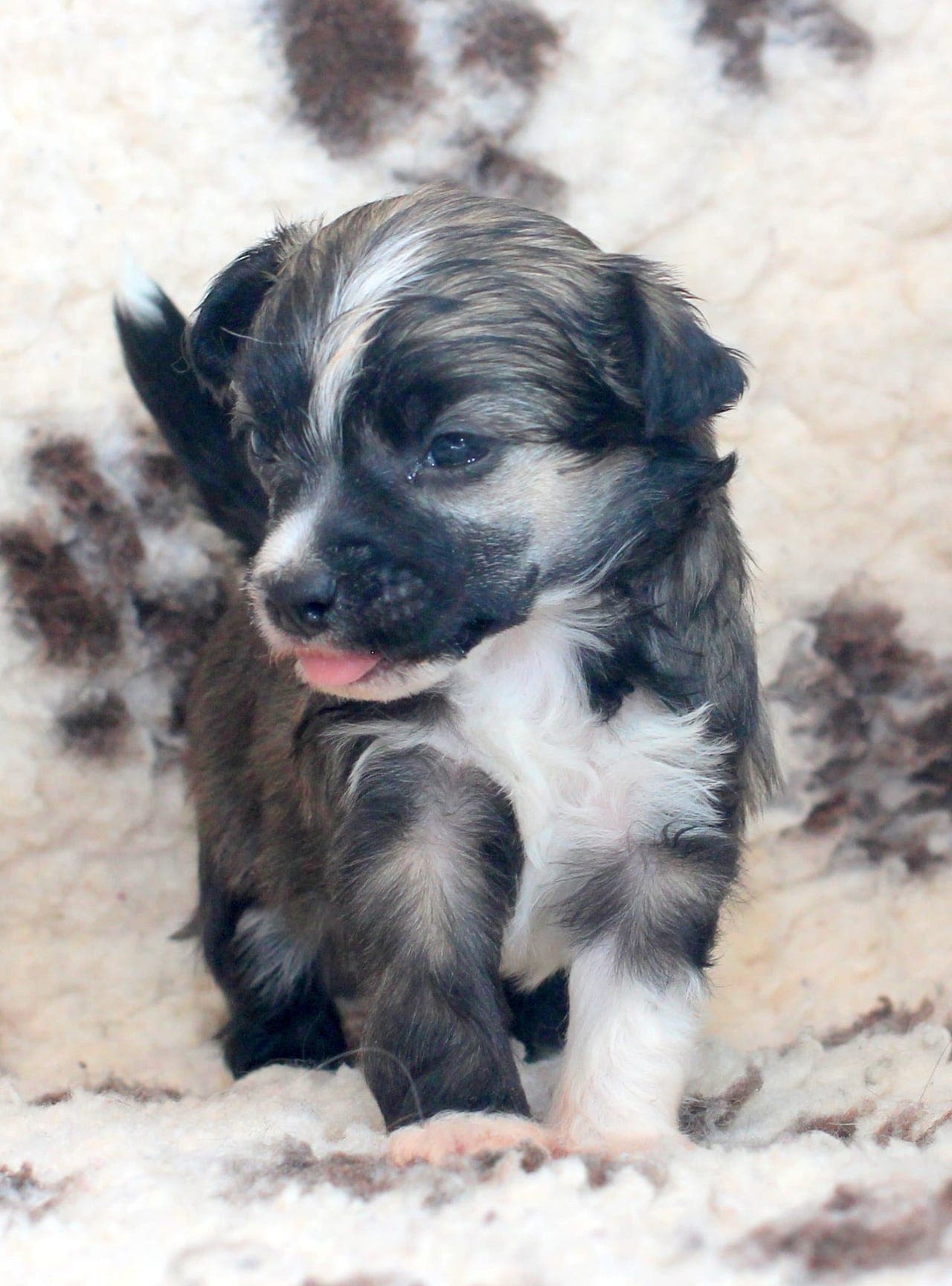 Chinese Crested Powder Puff