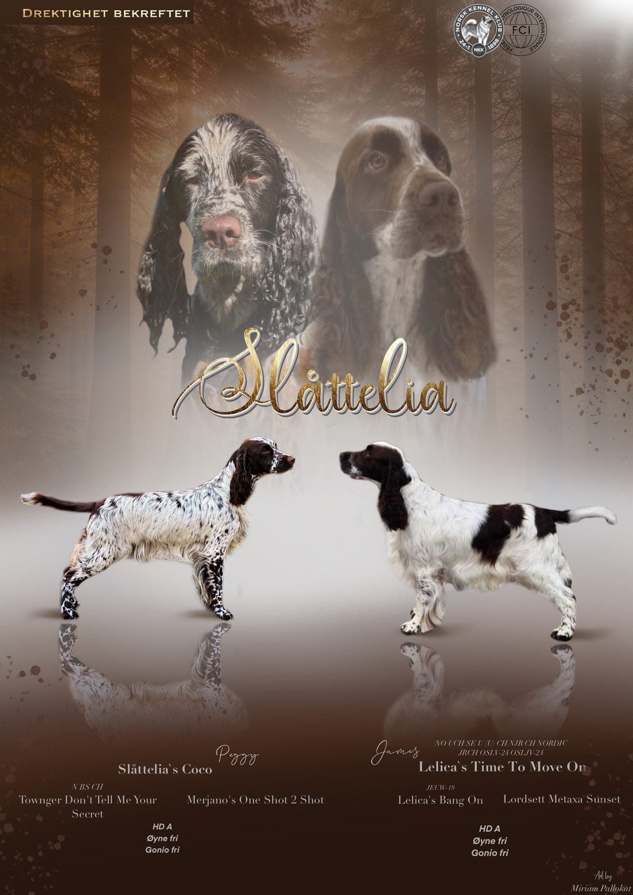 engelsk springer spaniel