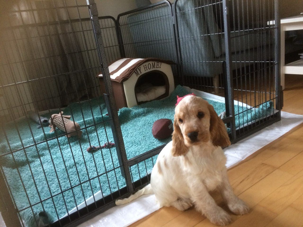 Cocker spaniel valper