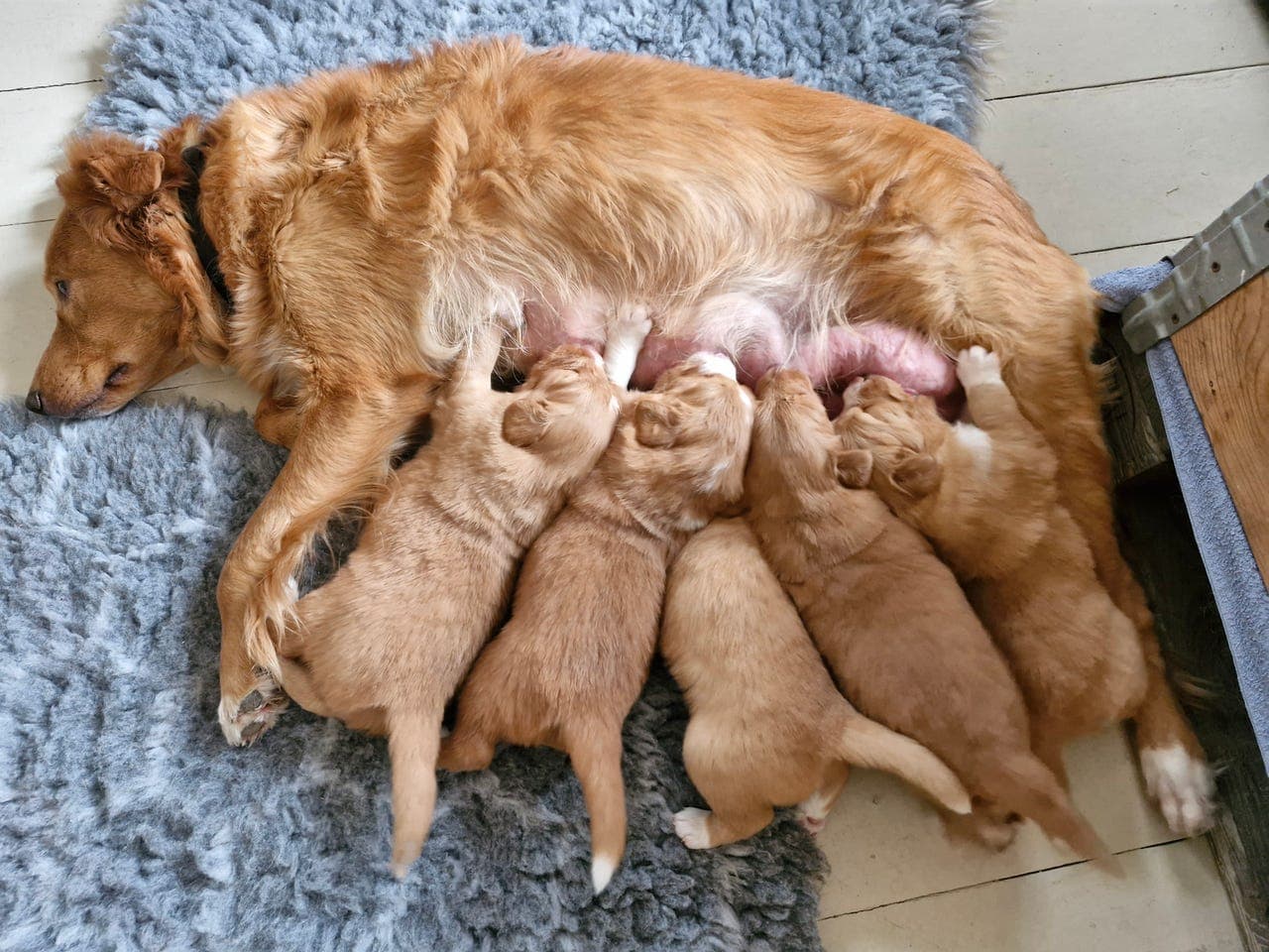 Nova Scotia Duck Tolling Retriever