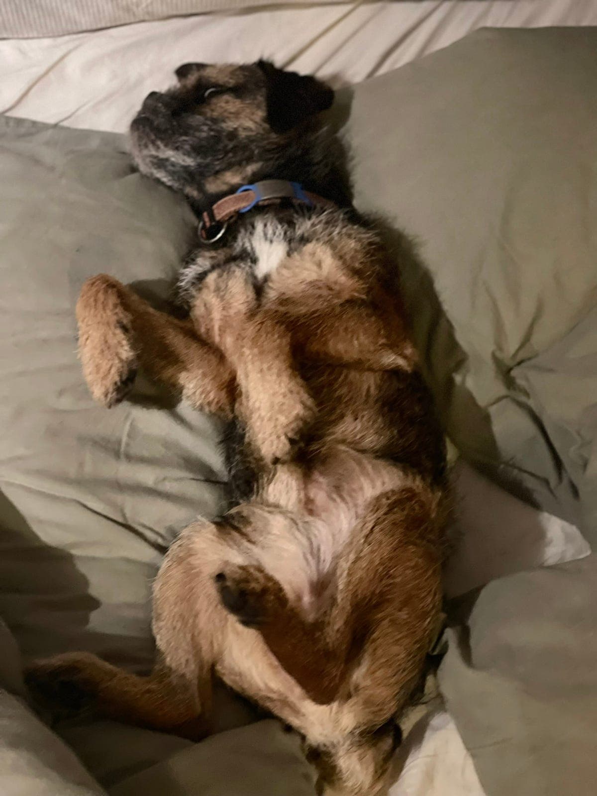 Border Terrier