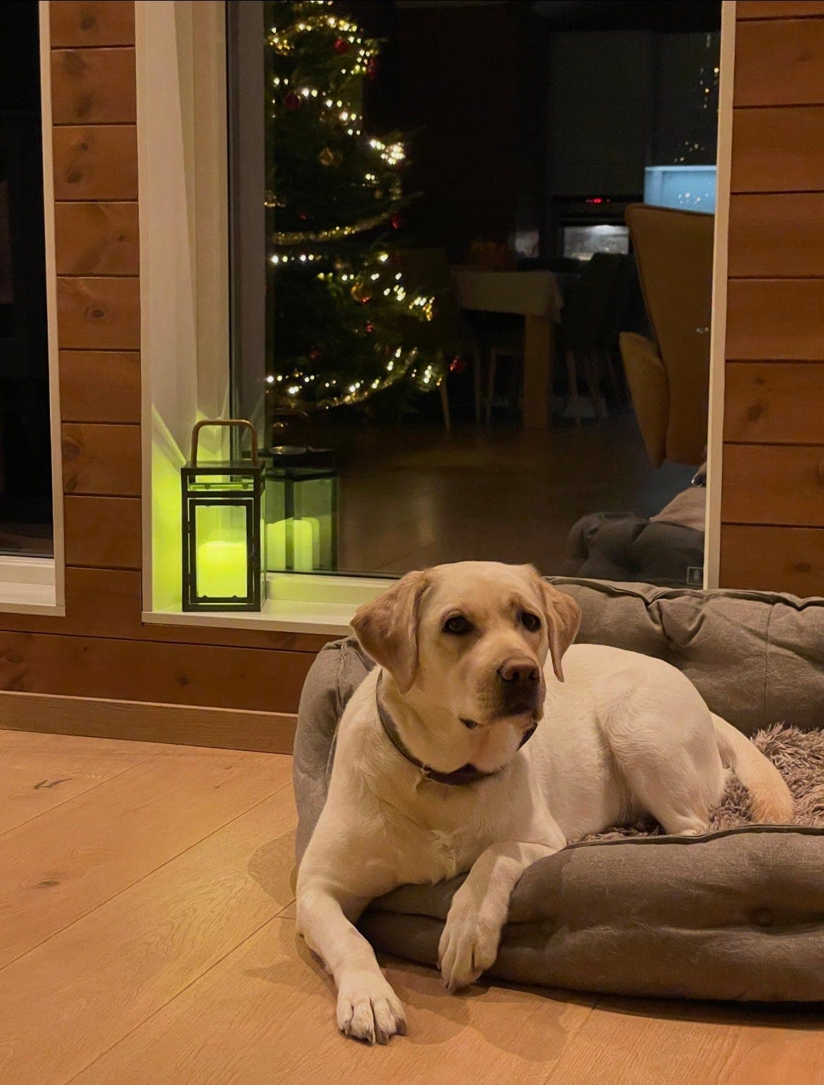 Vi venter gule labradorvalper rundt 17.mai