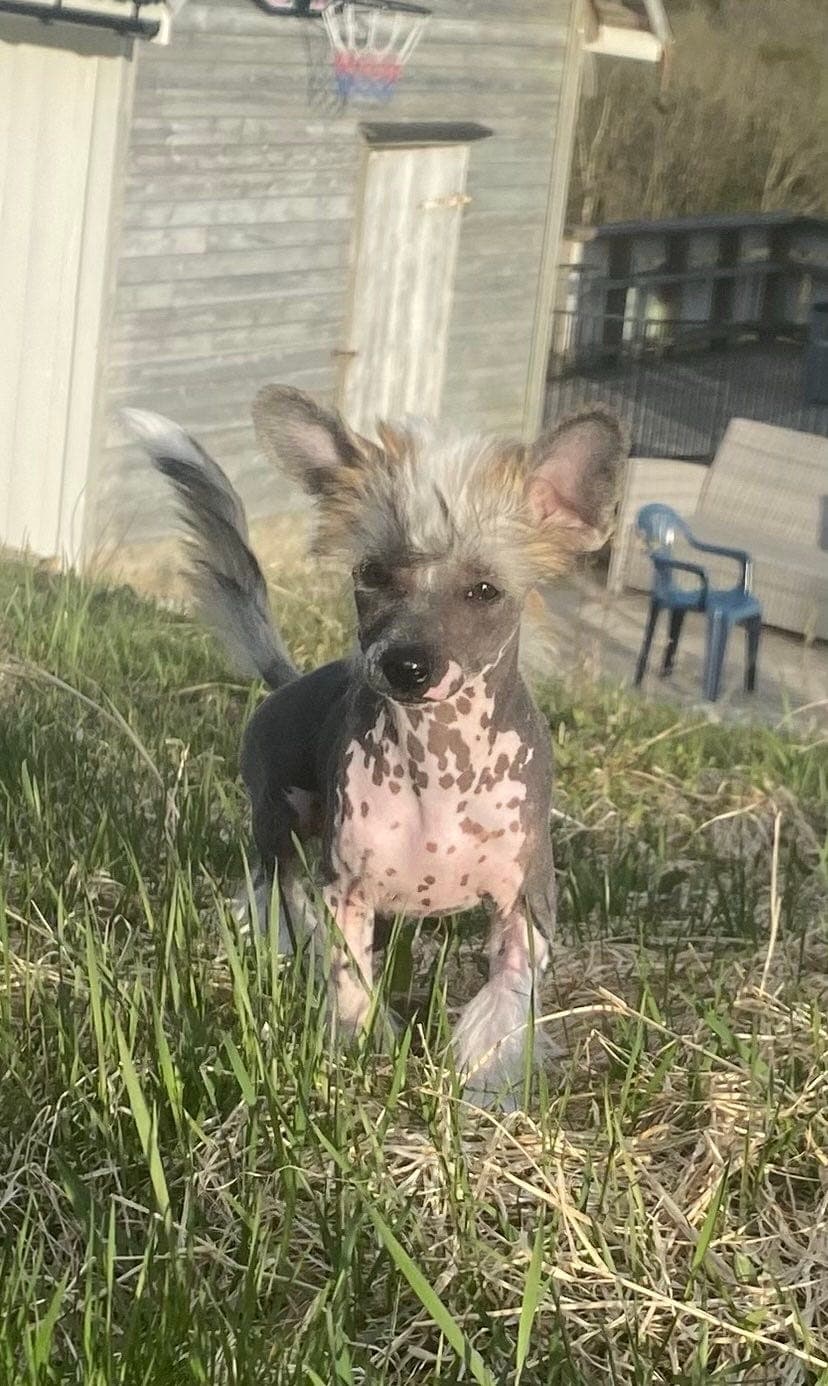 Chinese Crested tispevalp selges