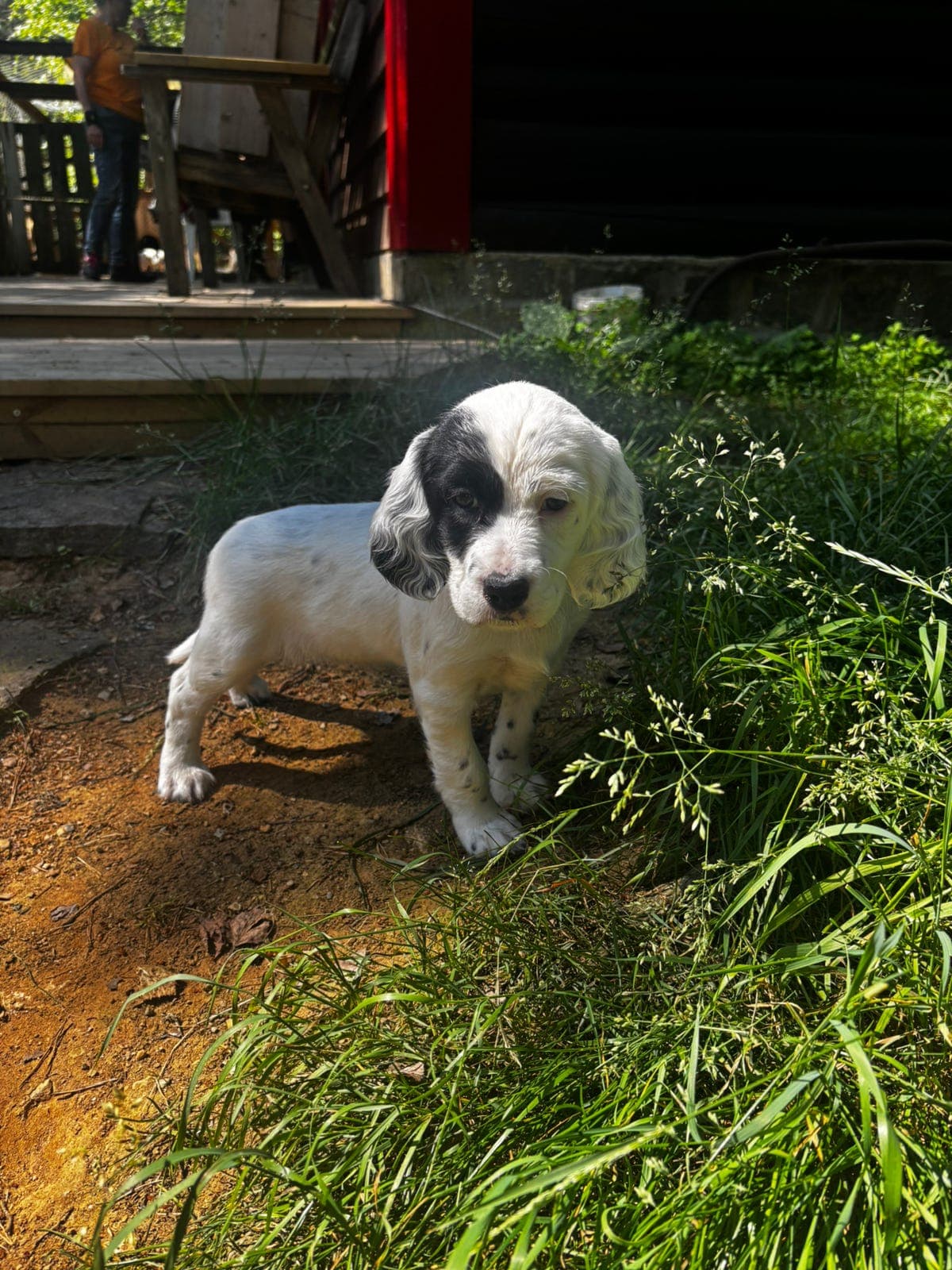 Engelsk setter valper selges
