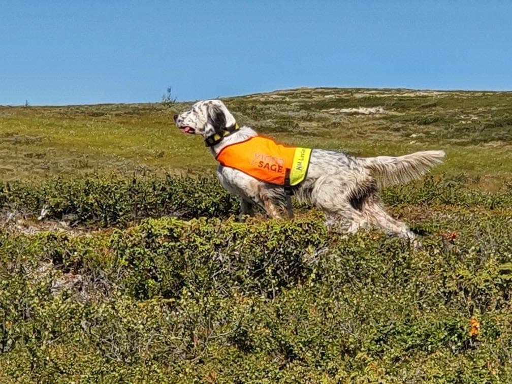 Engelsk setter valper ventes