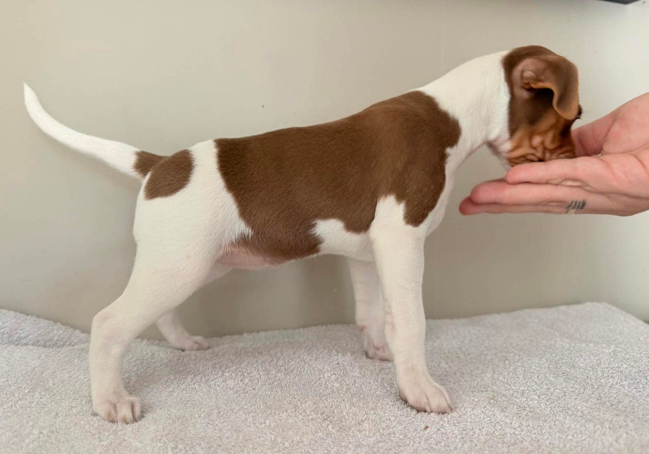 Terrier Brasileiro tispe søker sitt for alltid hjem