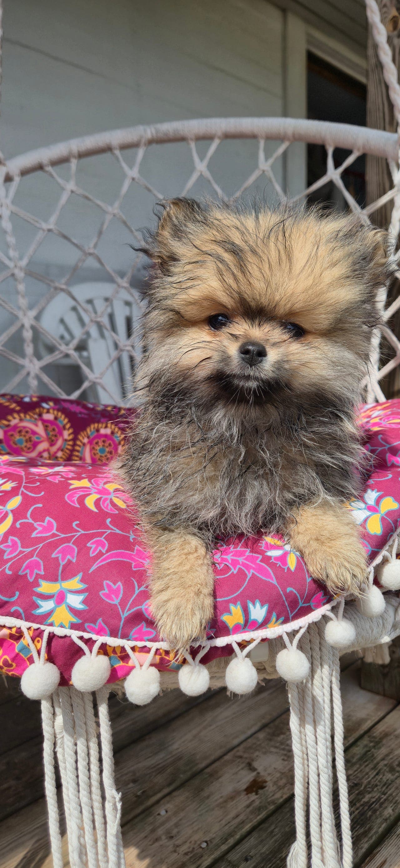 ✨🐾 KUN en Pomeranian valp
