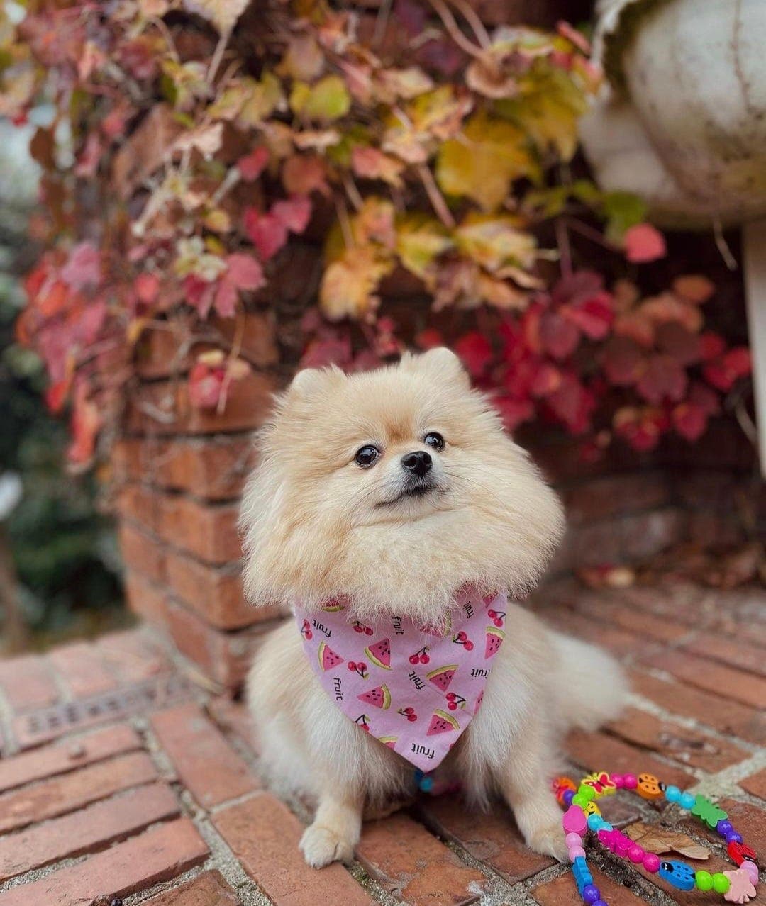 ✨🐾 Pomeranian-valper søker sine nye hjem 🐾✨
