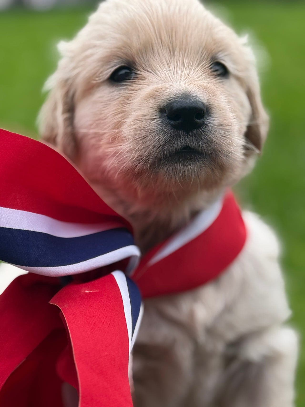 Herlige Golden Retriever-valper til salgs