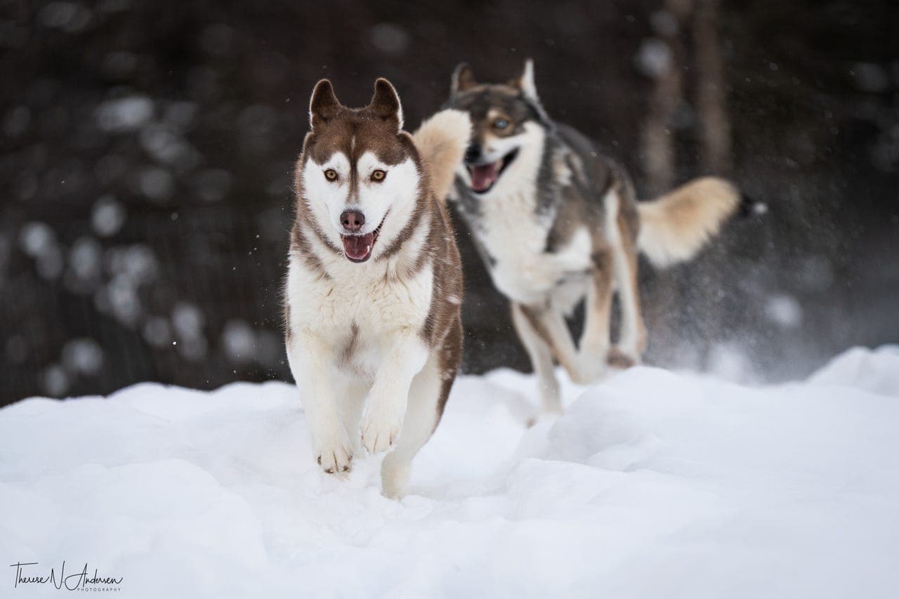 Siberian Husky valper