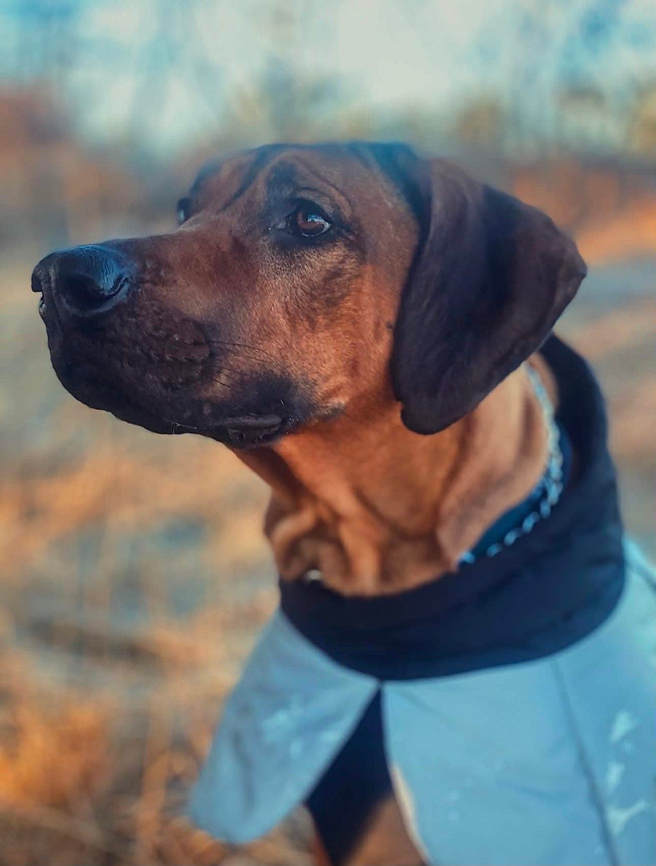 Rhodesian Ridgeback Noah, 6 år – søker sitt for-alltid-hjem