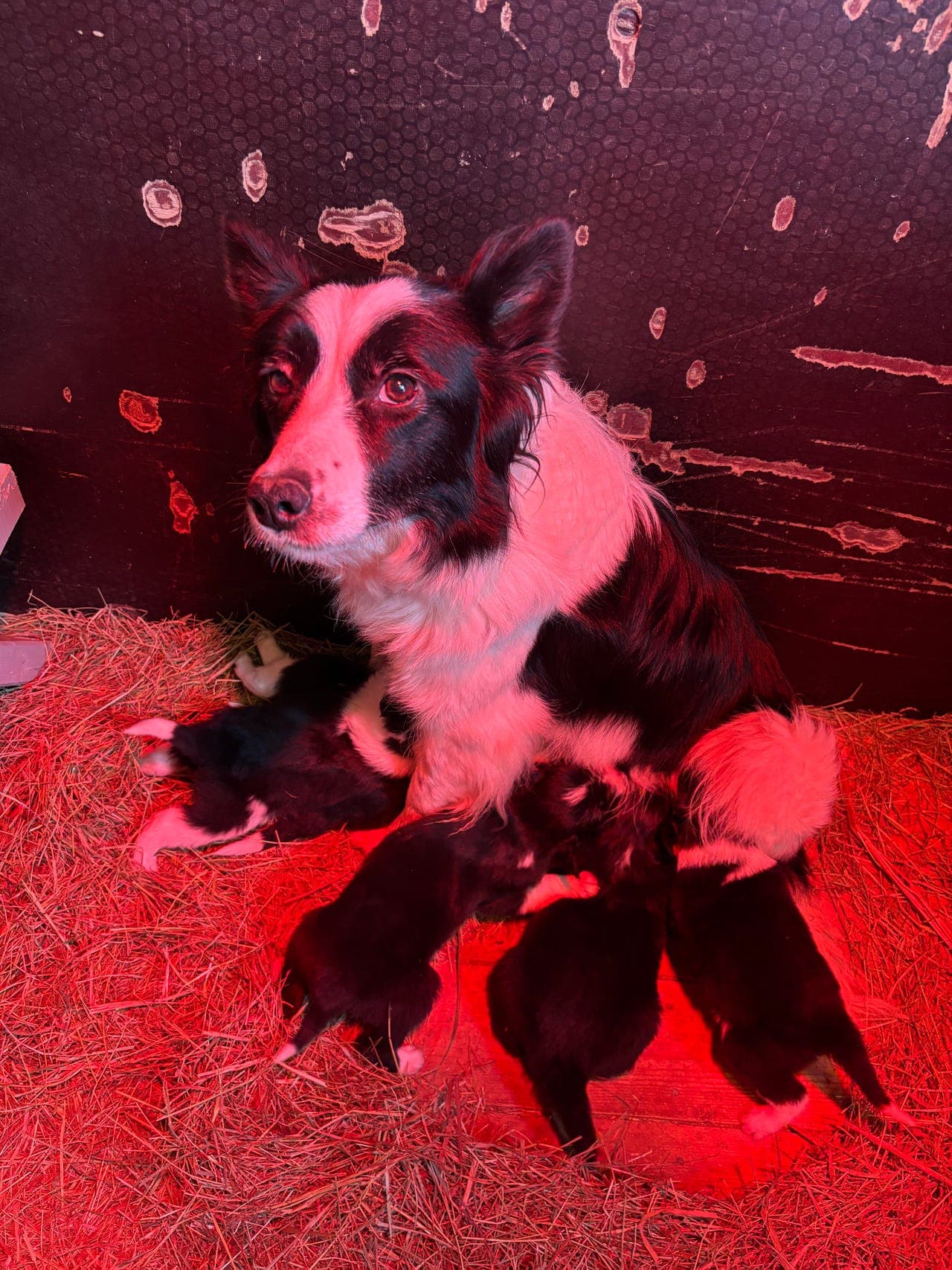 6 Border Collie‑valper til salgs