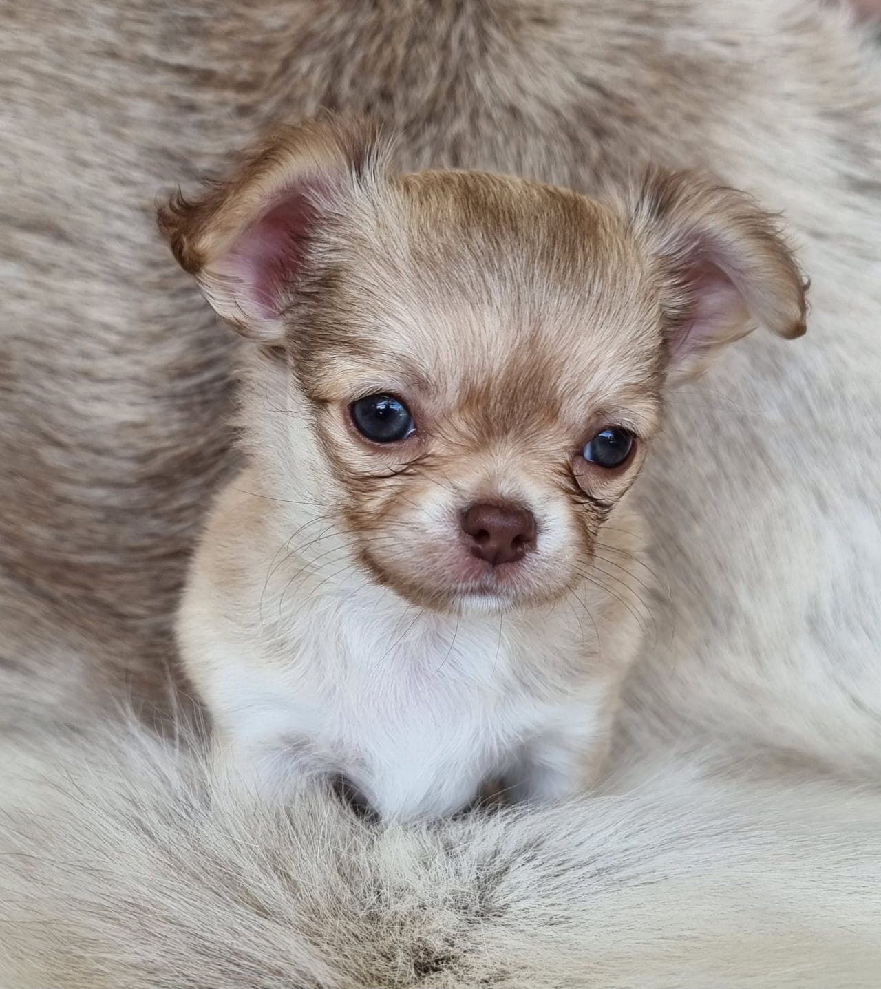 Herlig Langhåret Chihuahua med stamtavle.