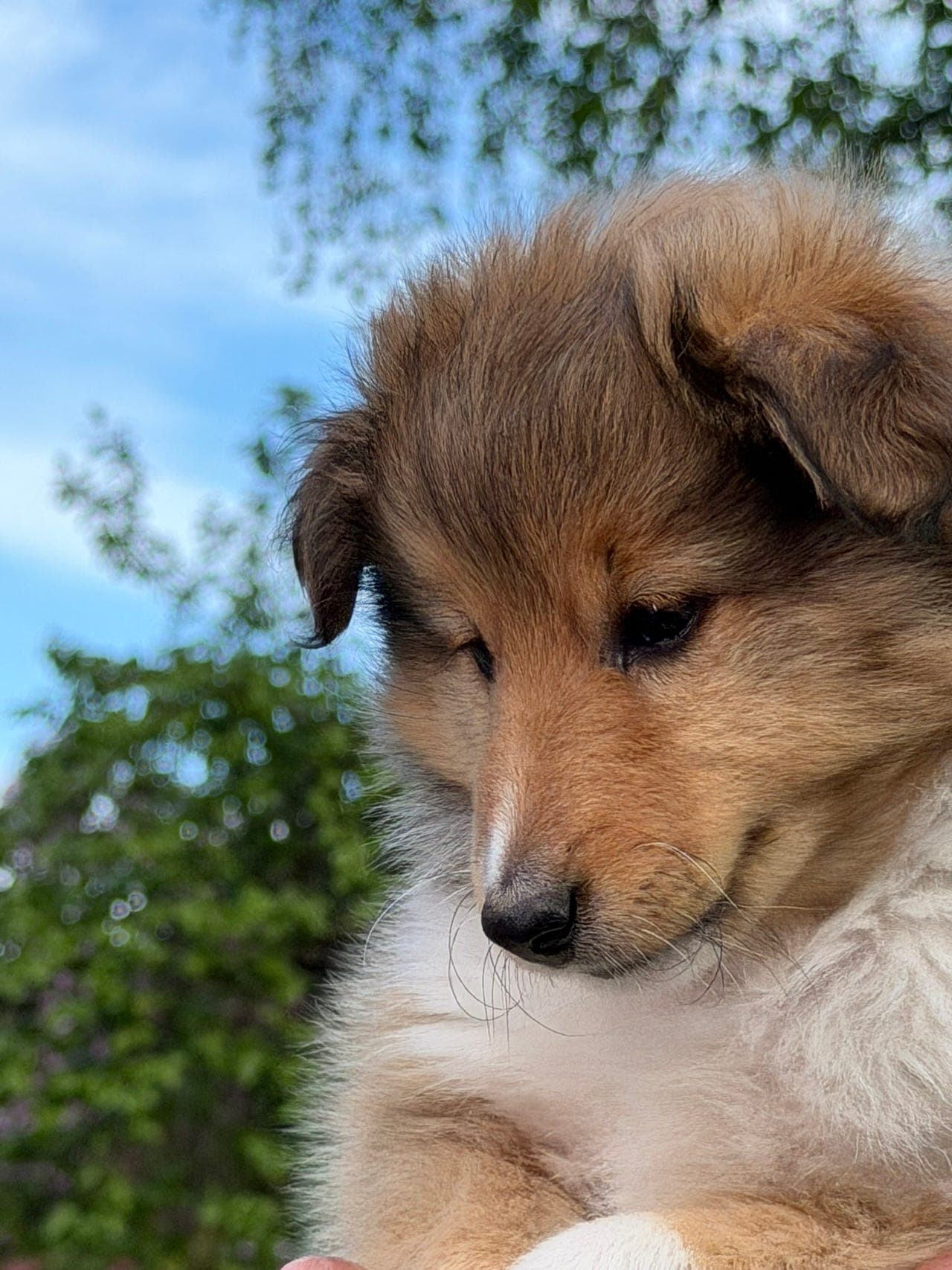 Shetland Sheepdog valper Oslo - leveringsklare i midten av juni