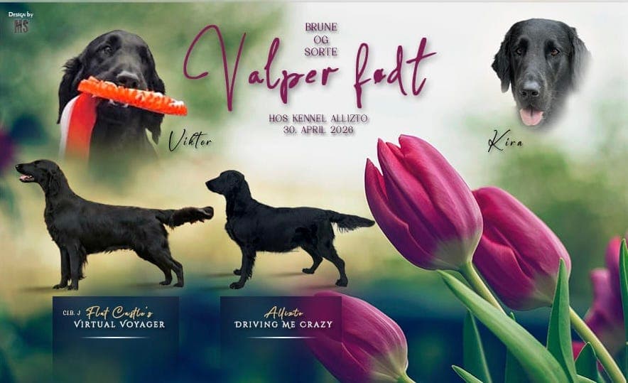 Brune og svarte Flatcoated Retriever valper selges!