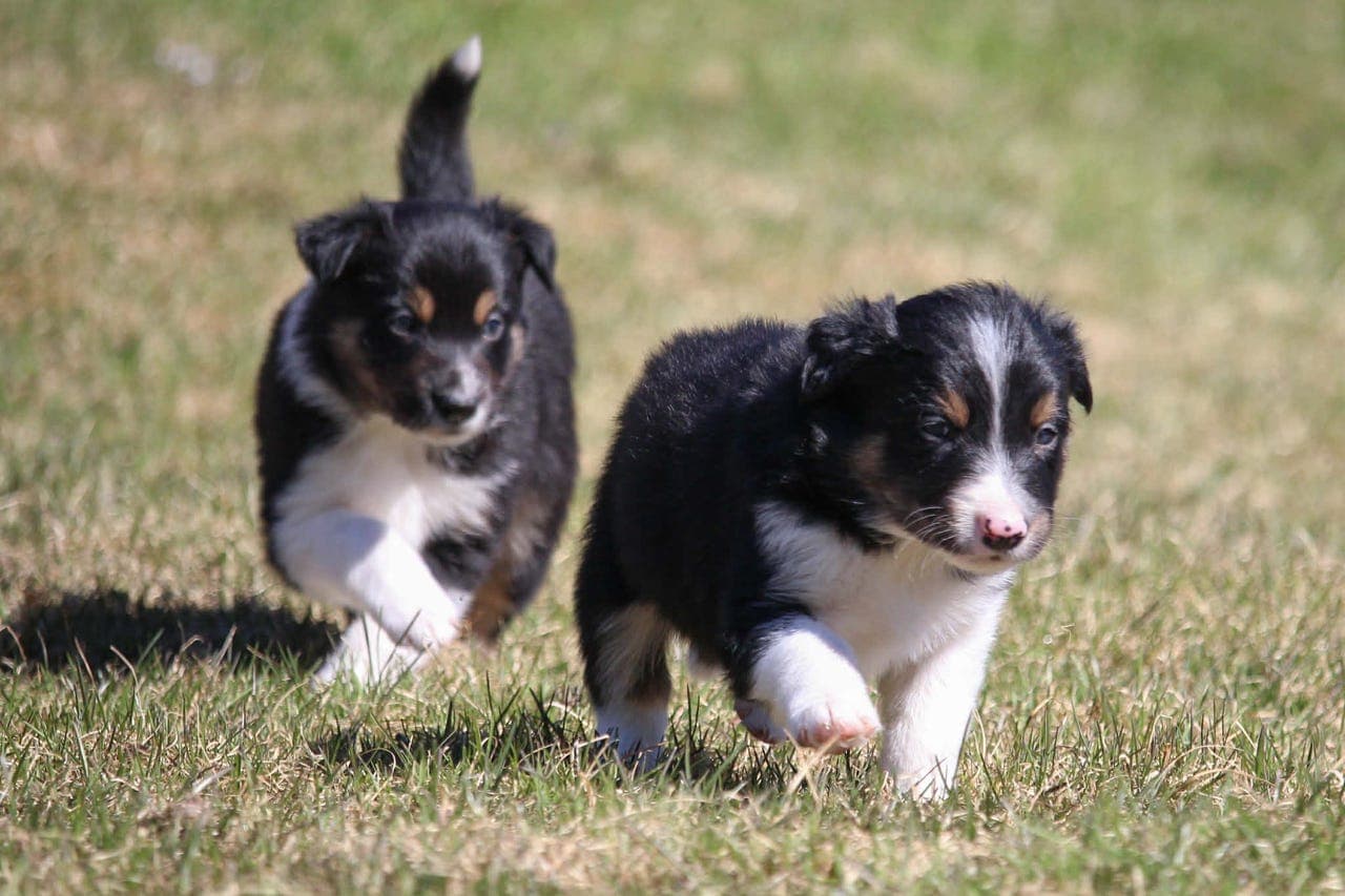 Border Collie Tispe