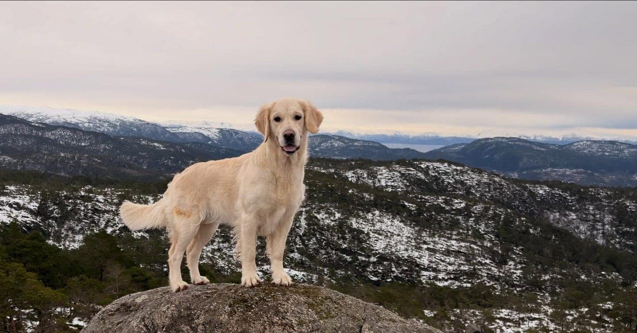 Golden Retriever valper søker kjærlige hjem