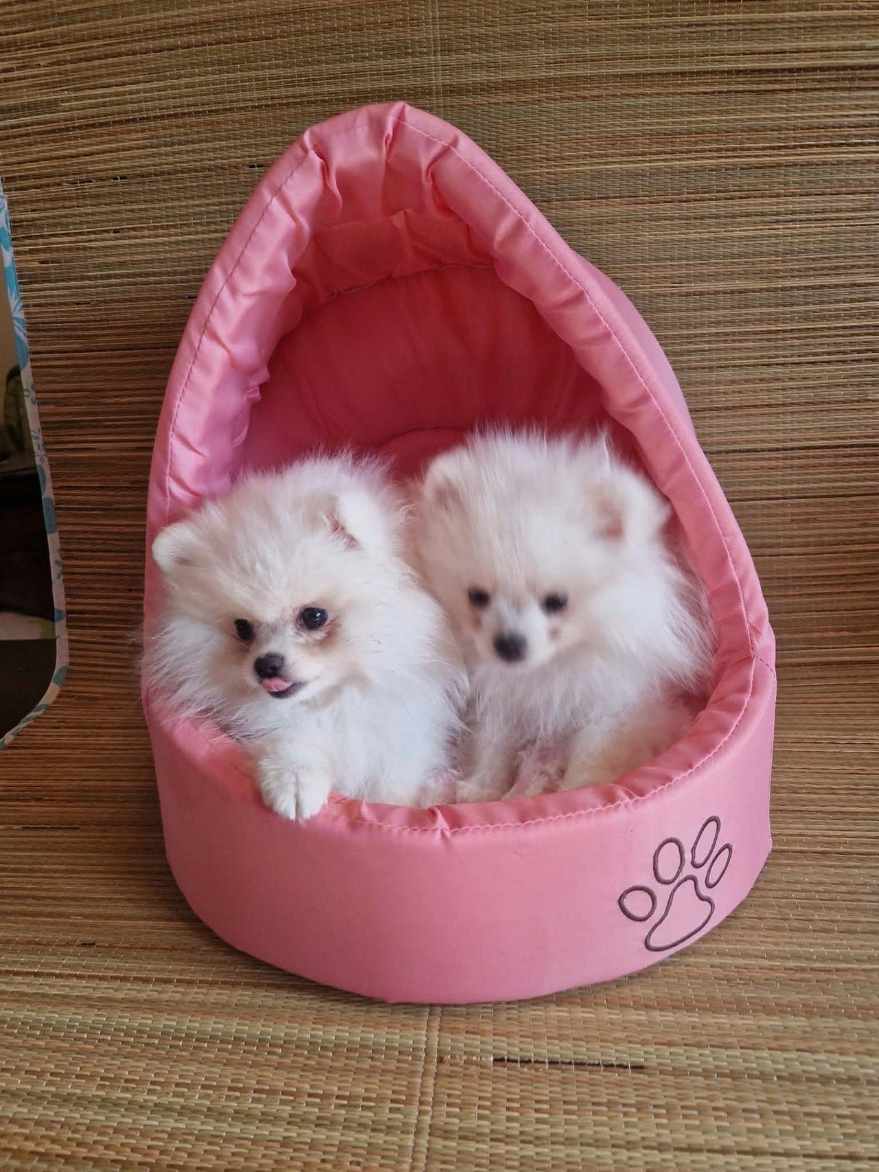 Nydelige POMERANIAN valper