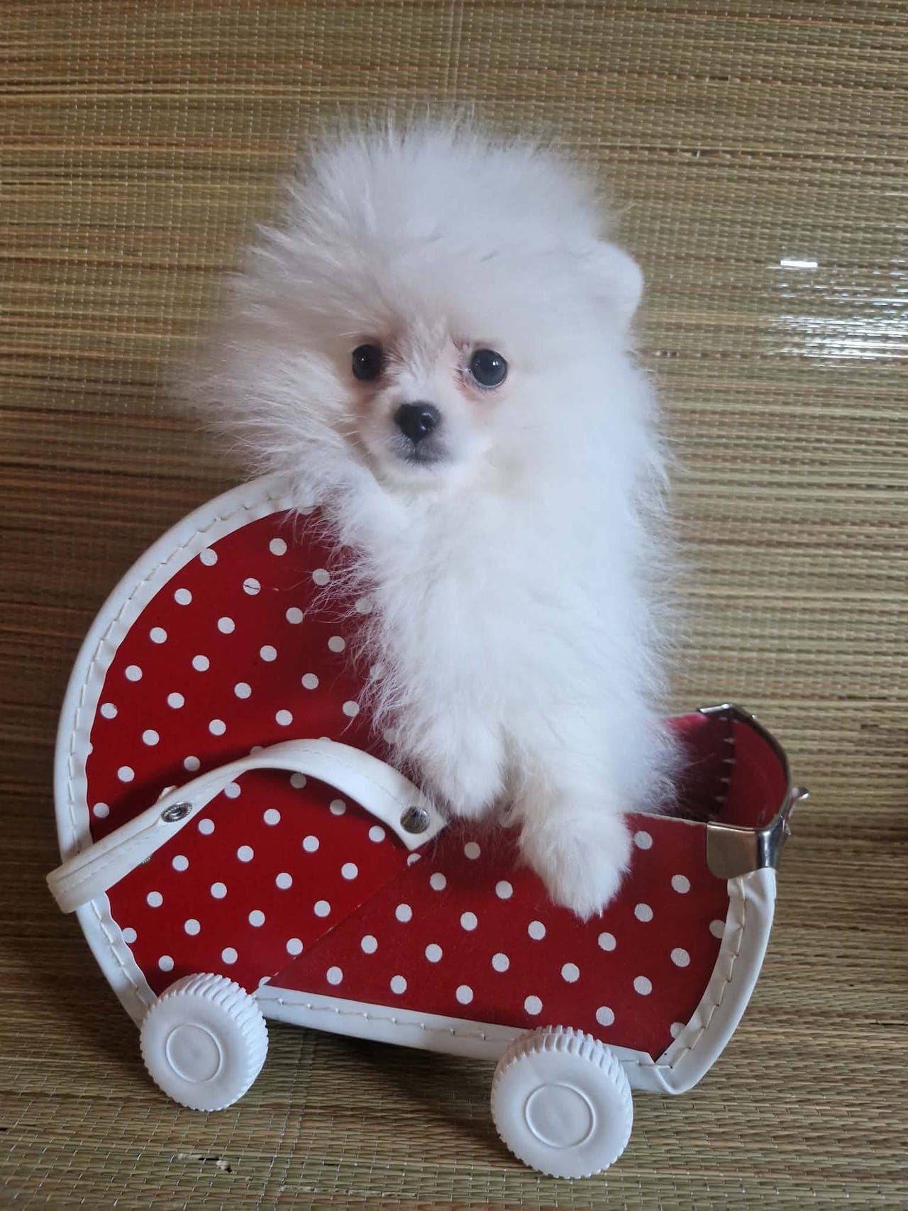 To nydelige POMERANIAN tispevalper