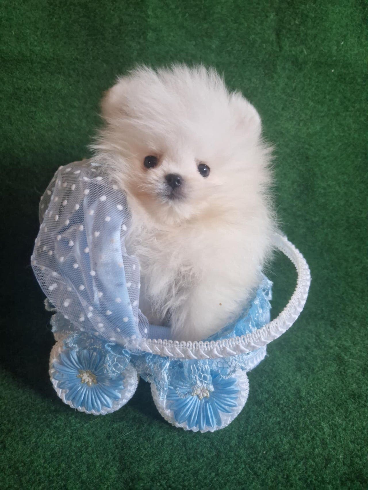 Tre nydelige POMERANIAN tispevalper
