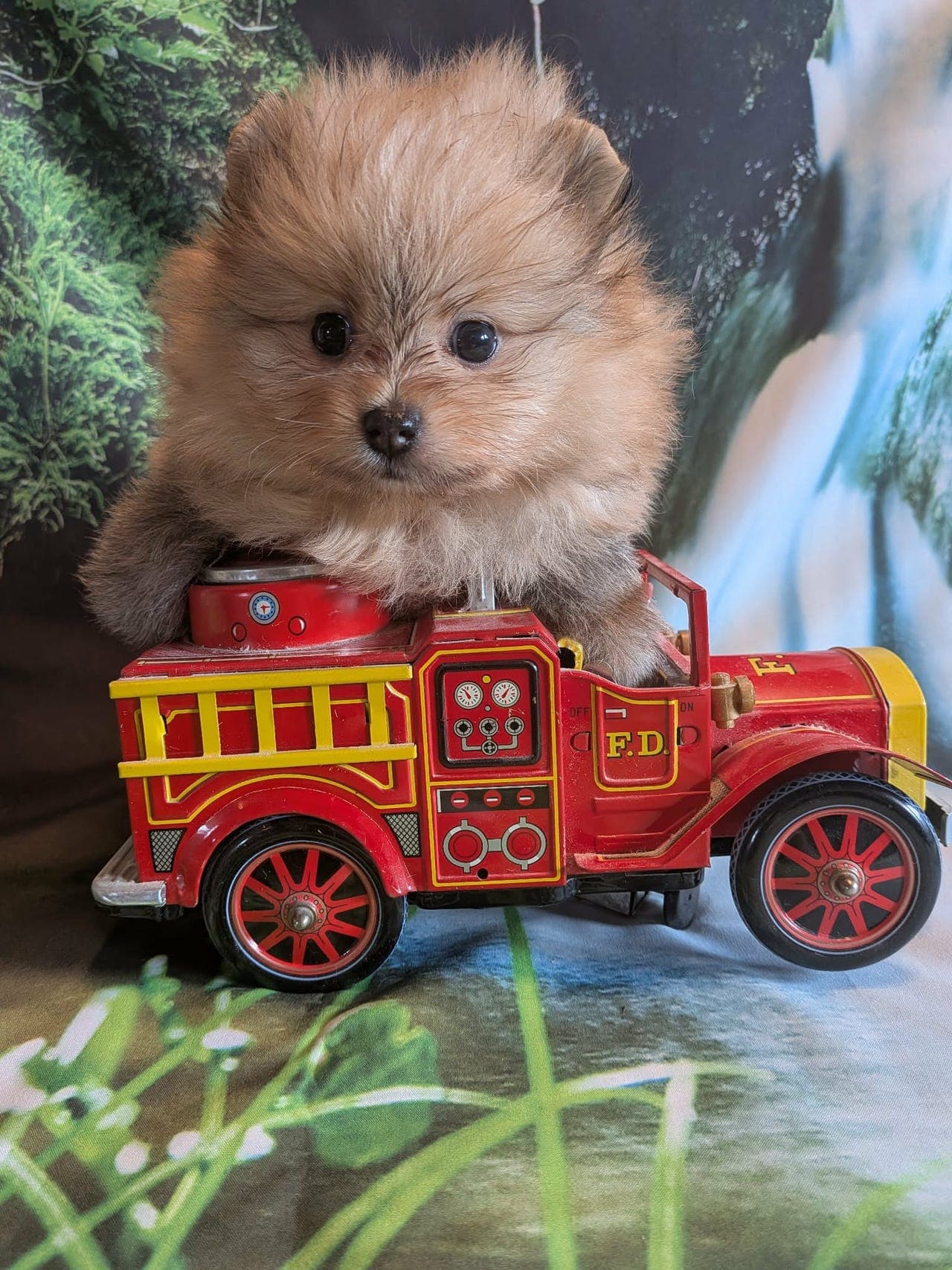 To nydelige POMERANIAN tispevalper