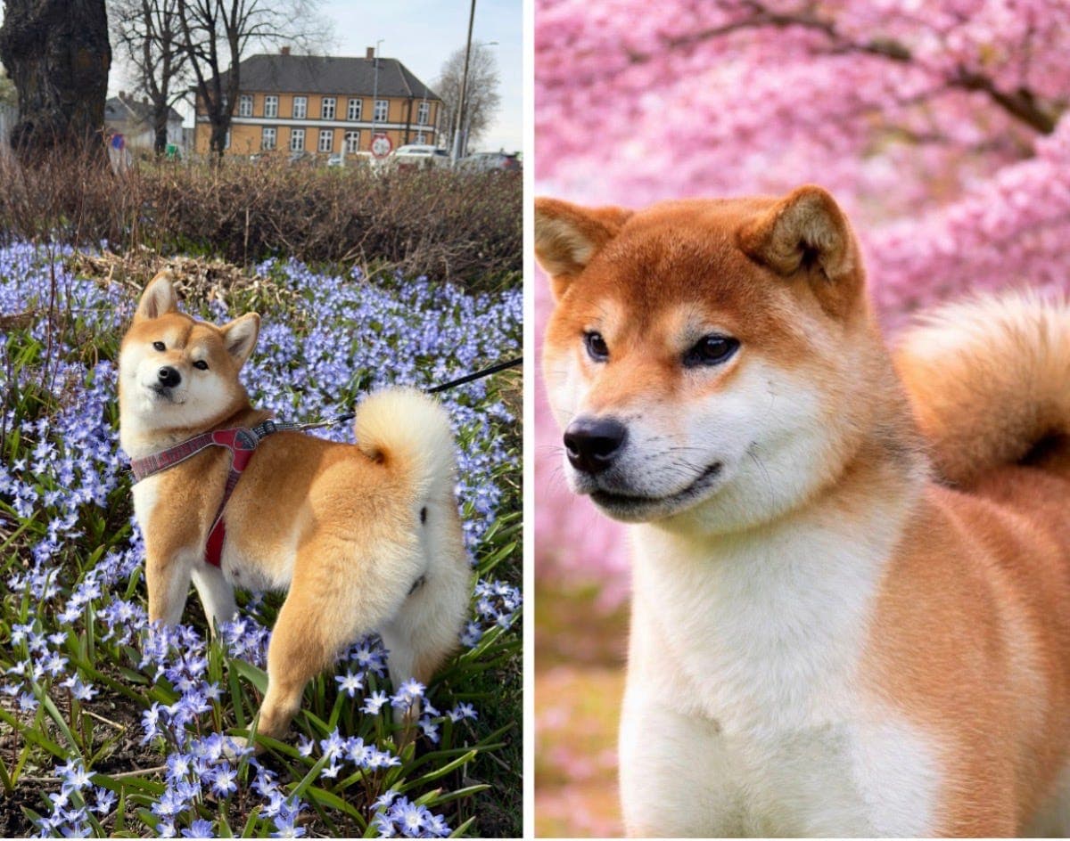FCI Shiba Inu- Forventet kull  Importlinjer m/ export pedigree | Mai 2026
