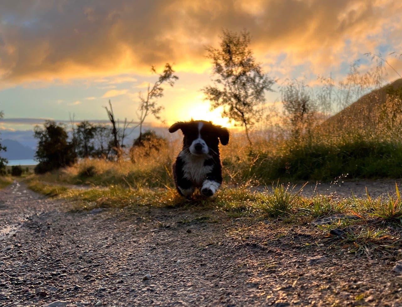 1 tispe og 1 hannhund ledig❤️