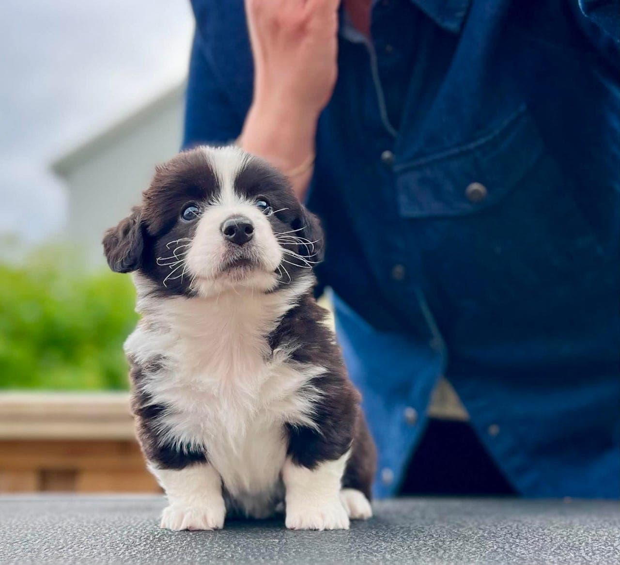 Welsh Corgi Cardigan leter etter sitt perfekte hjem