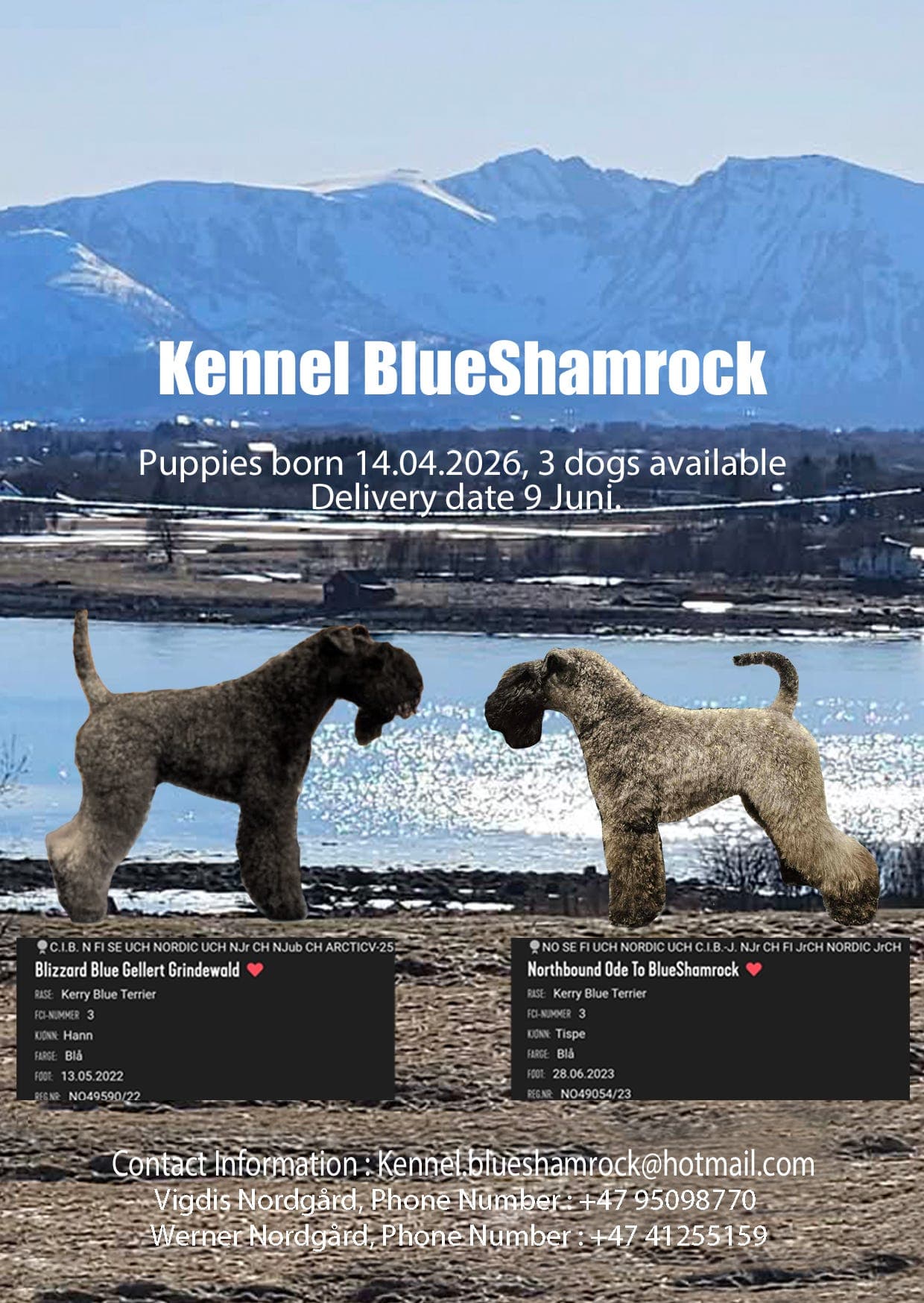 Kerry Blue Terrier