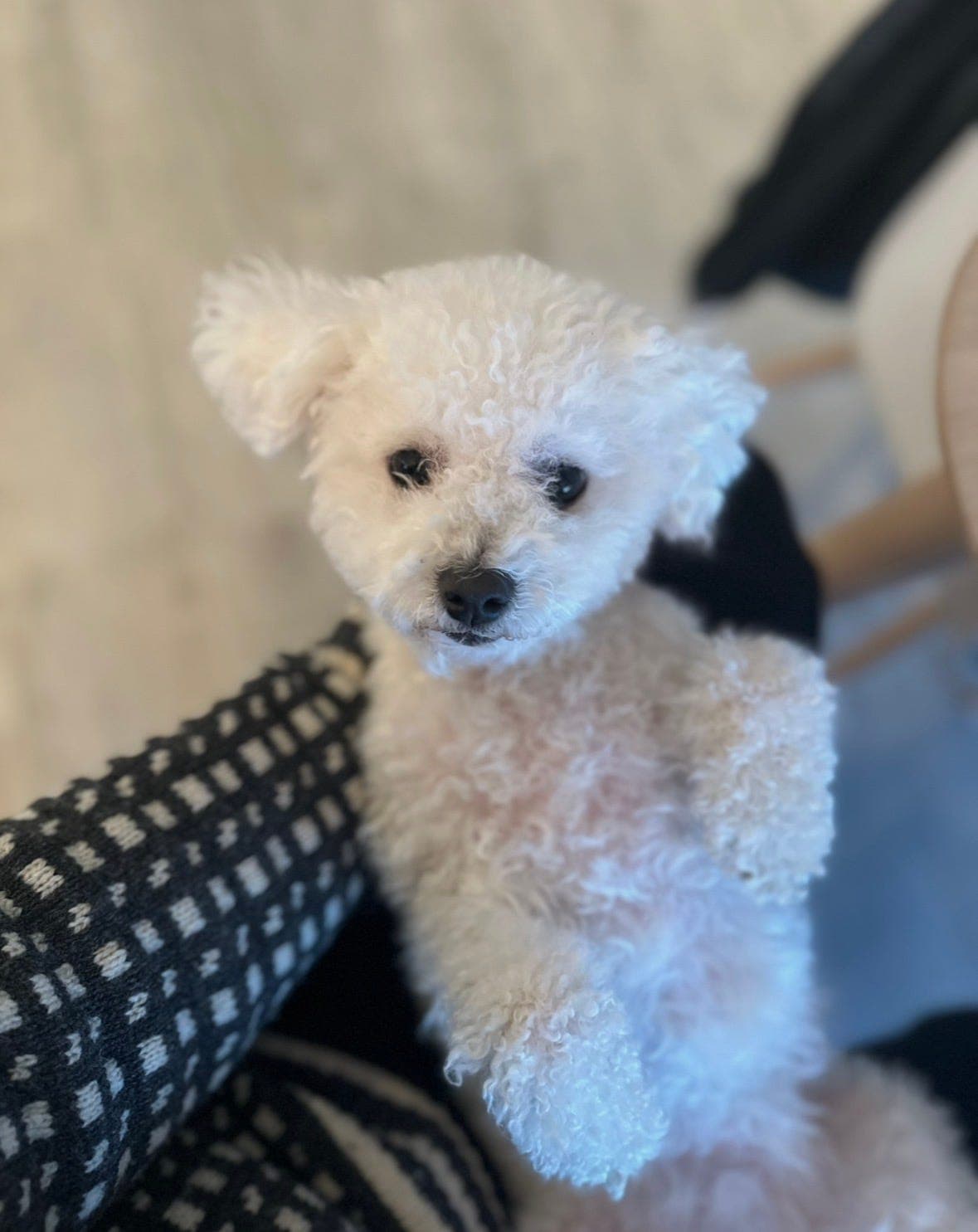 Bichon Frise valper ventes uke 39🐾