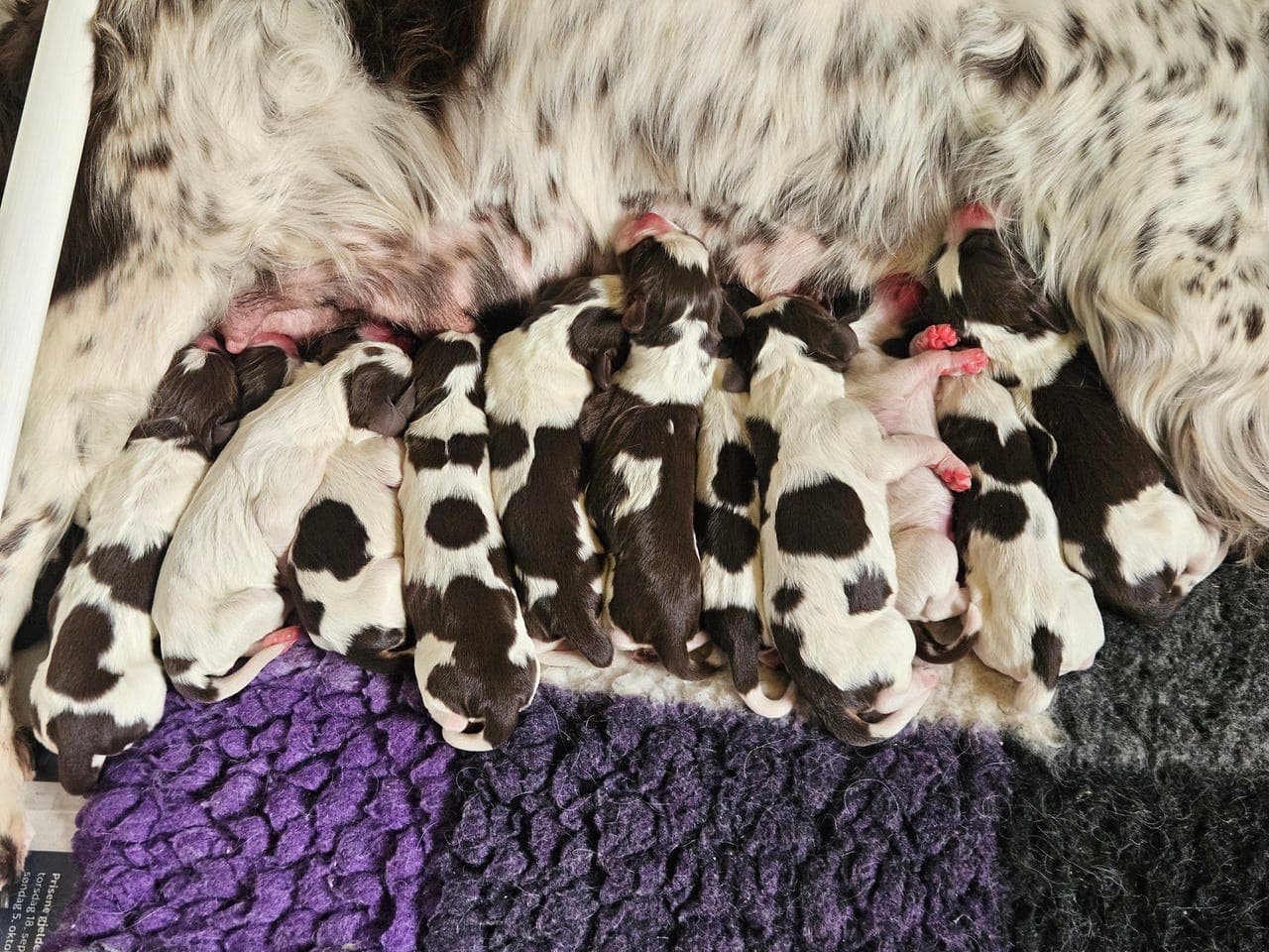 Nydelige engelsk springer spaniel valper til salgs