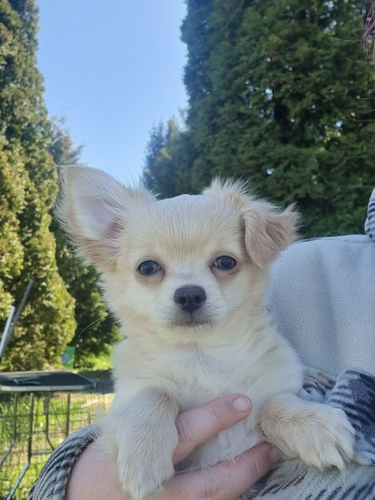 Langhåret chihuahua hannvalp reg. i NKK for salg