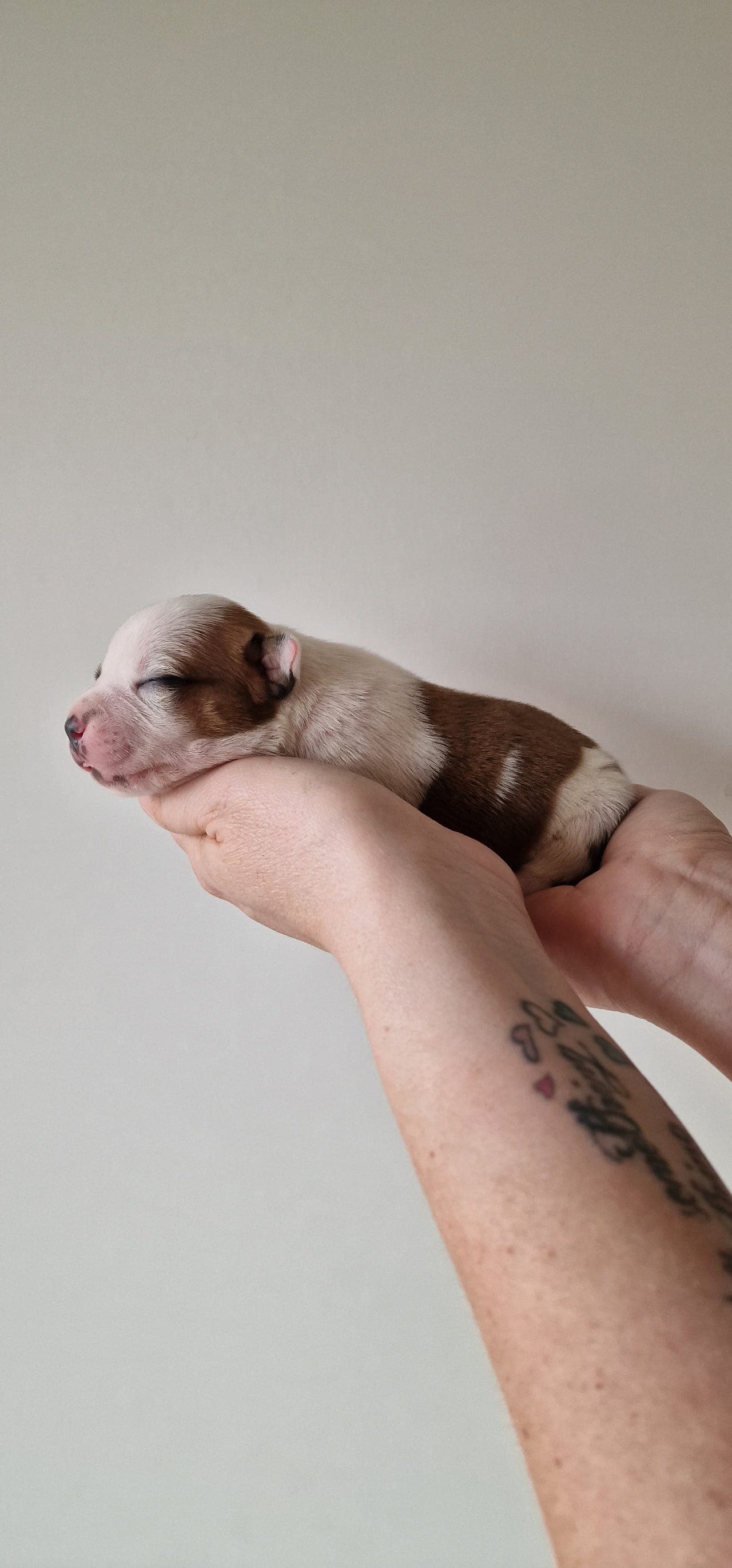 Fôrvert Staffordshire Bull Terrier Tispe (Vestfold)