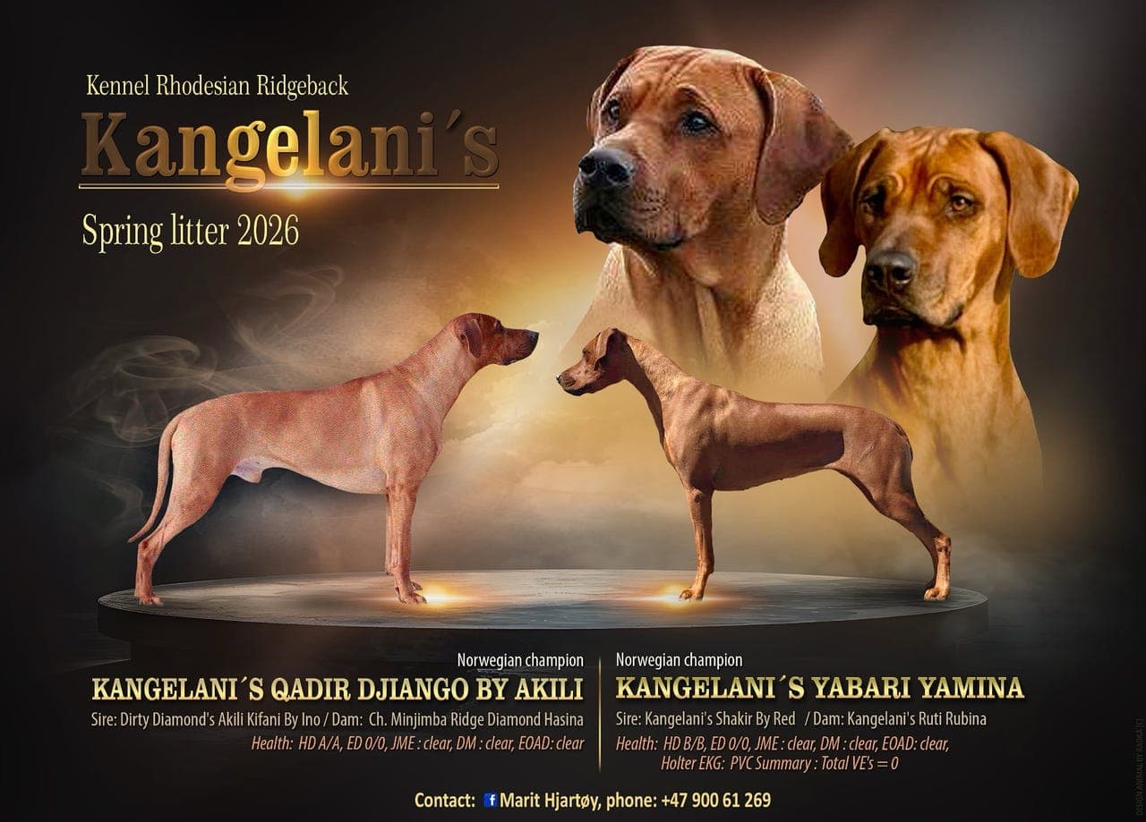 Rhodesian Ridgeback valper