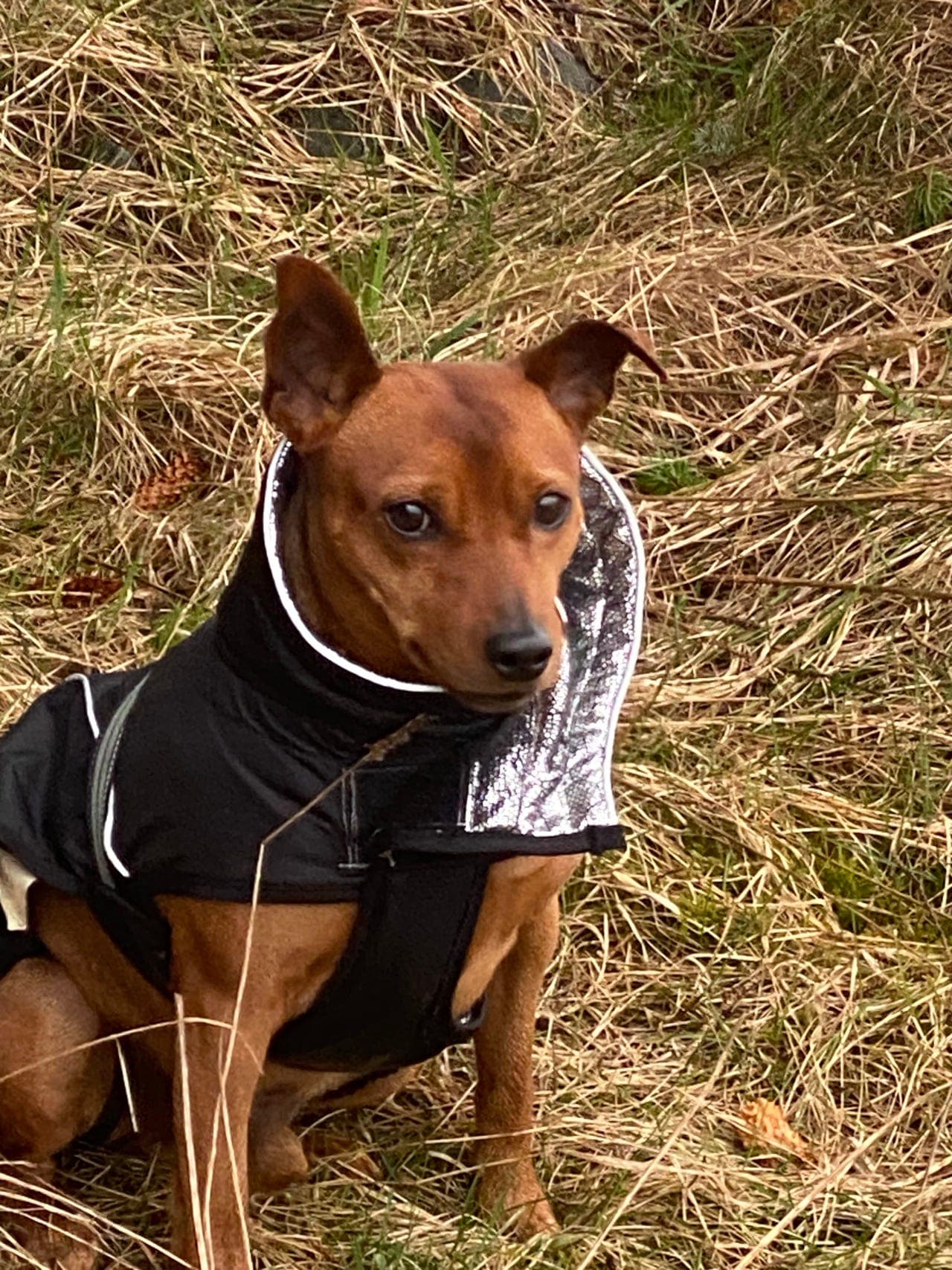 Fin og kjempesnill dvergpinscher selges/adopteres bort