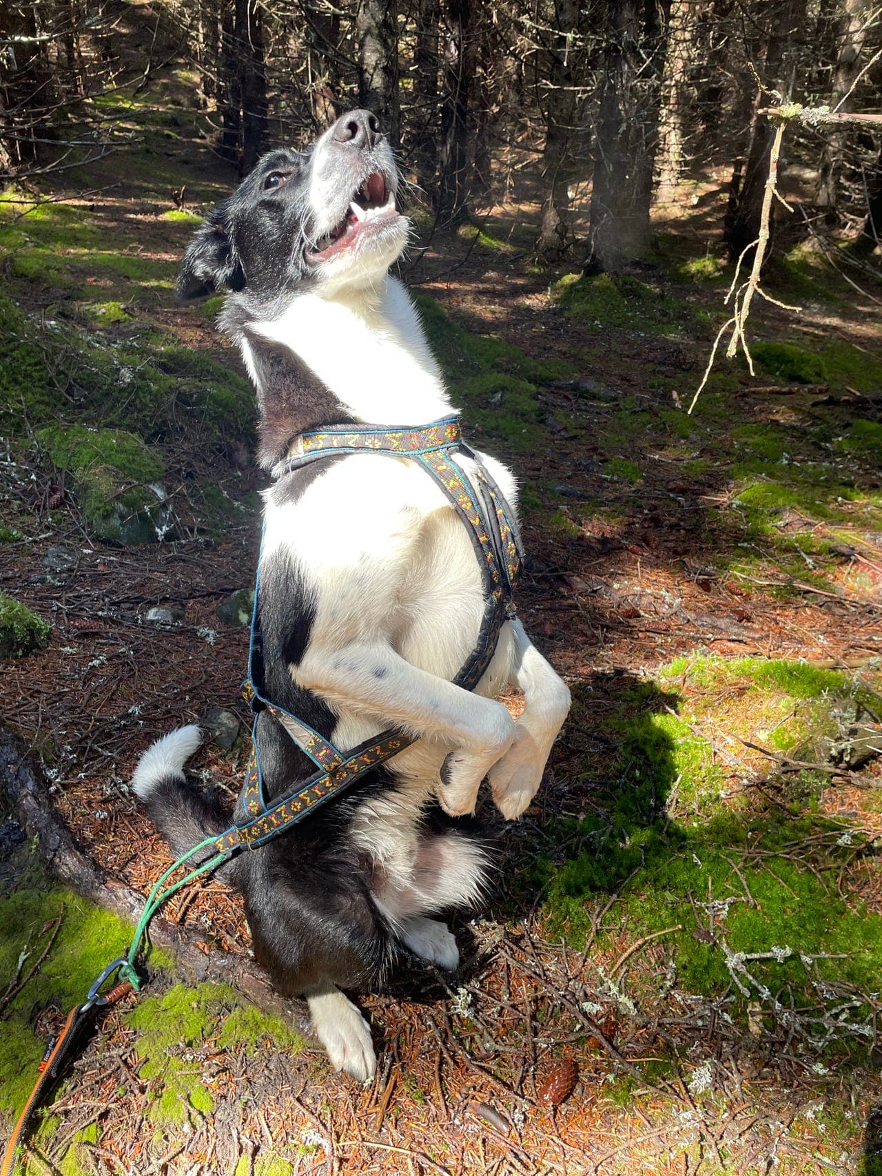 Border collie hann omplasseres