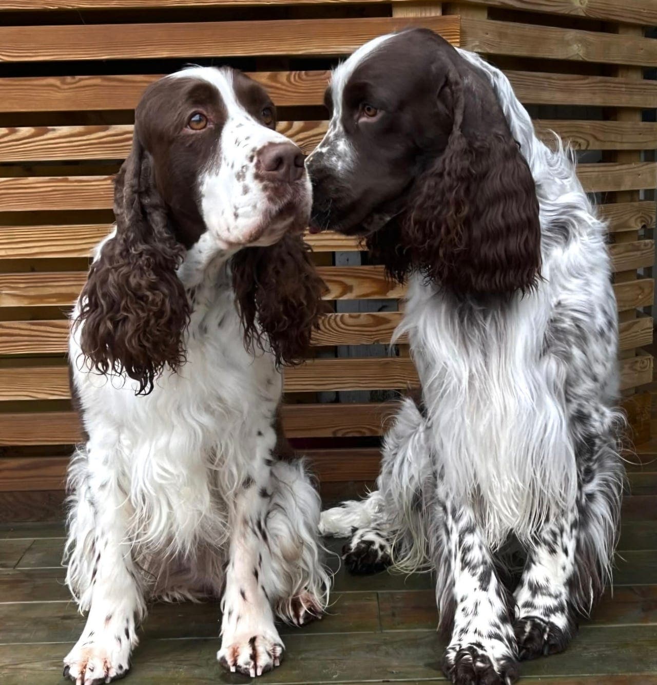 Engelsk springer spaniel - Carma og Ghandi venter valper i mai